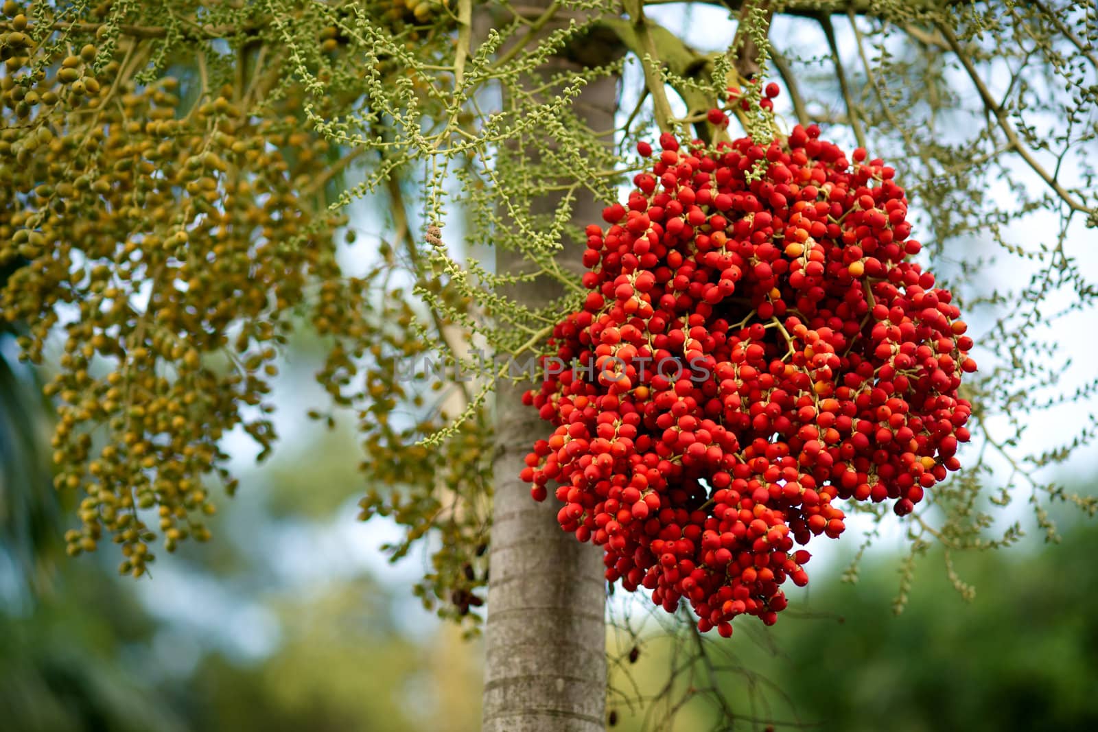 Bunch of red berries on the tree