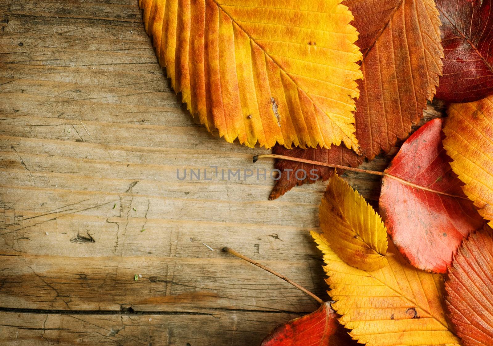 Autumn Leaves over wooden background by SubbotinaA