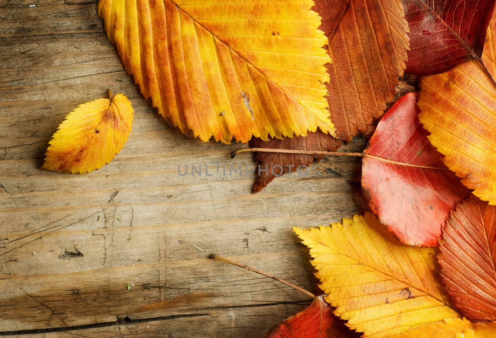 Autumn Leaves over wooden background by SubbotinaA