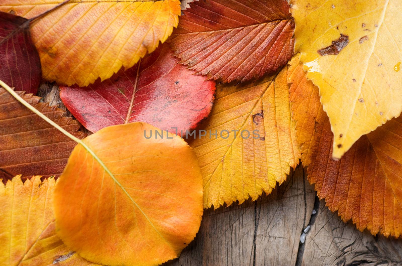 Autumn Leaves over wooden background by SubbotinaA