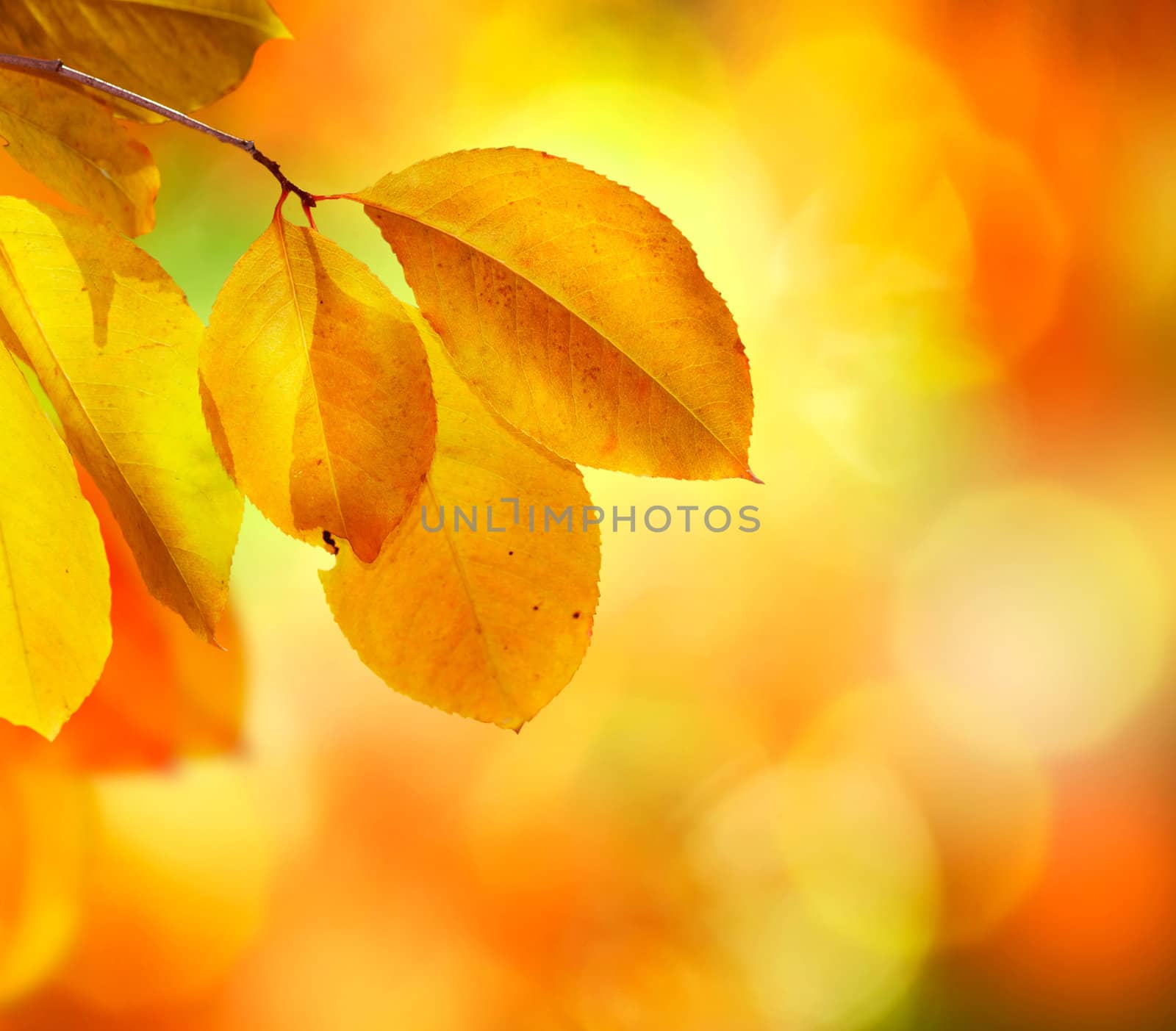 Autumn Abstract Background by SubbotinaA