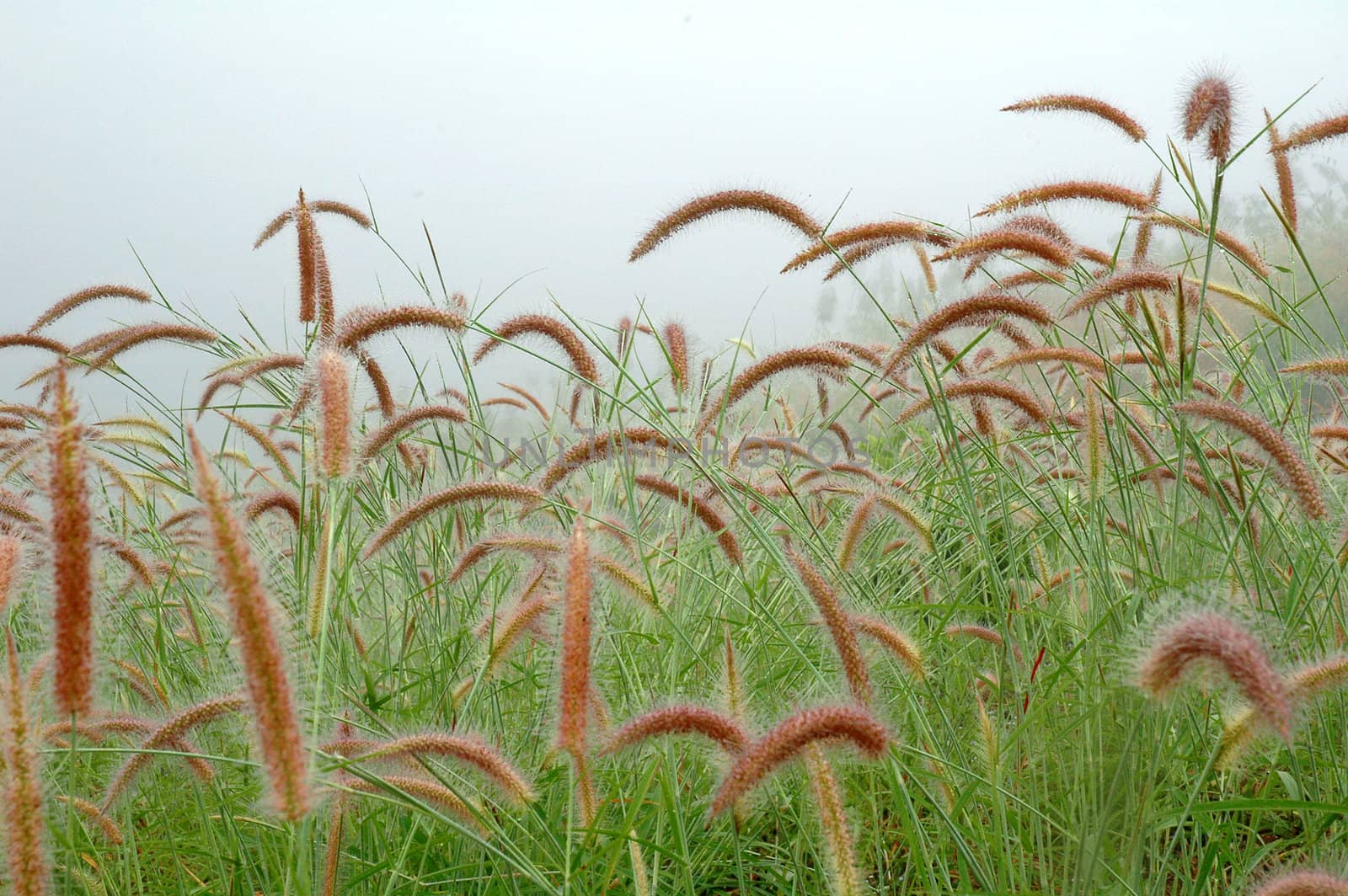 grassland