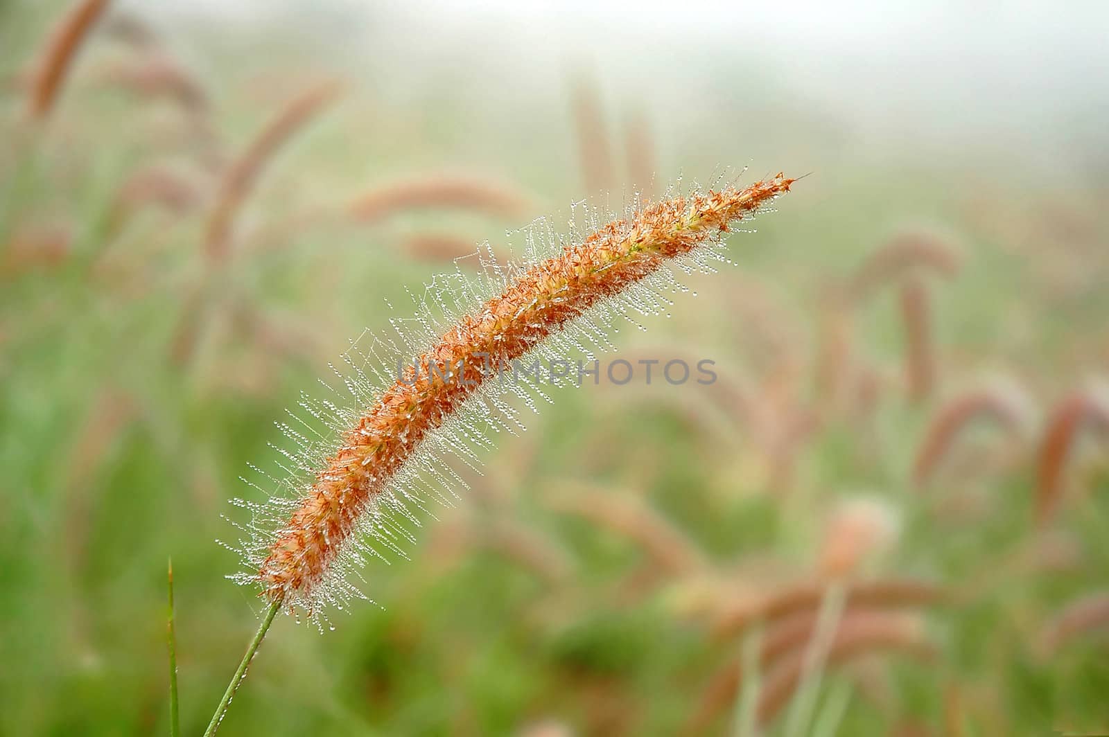 grassland