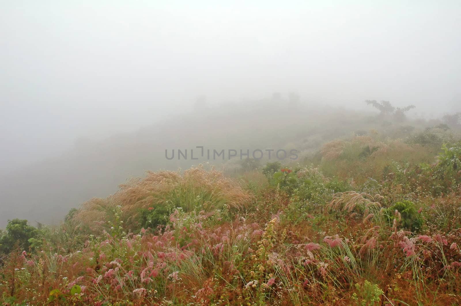 grassland