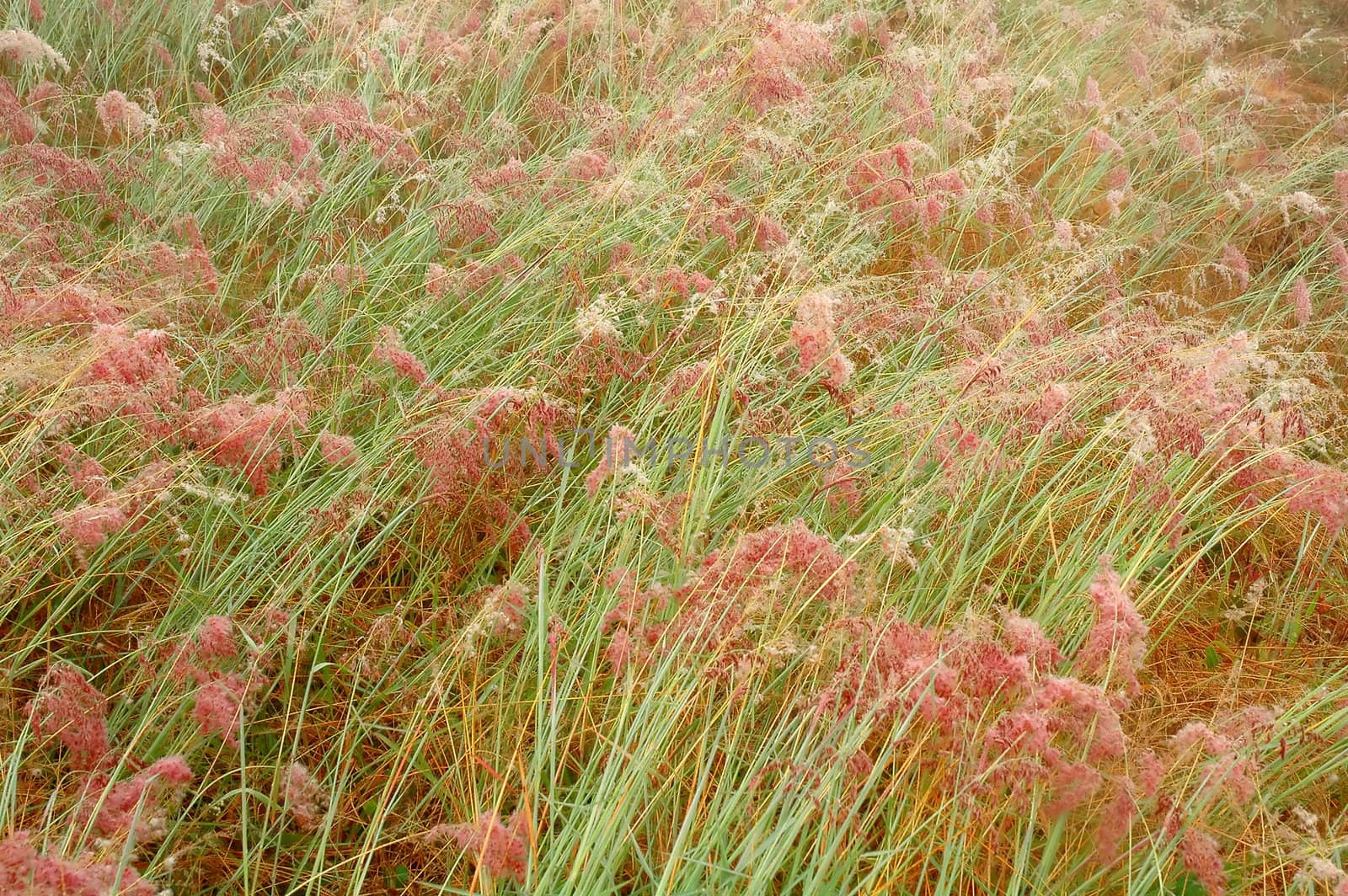 grassland