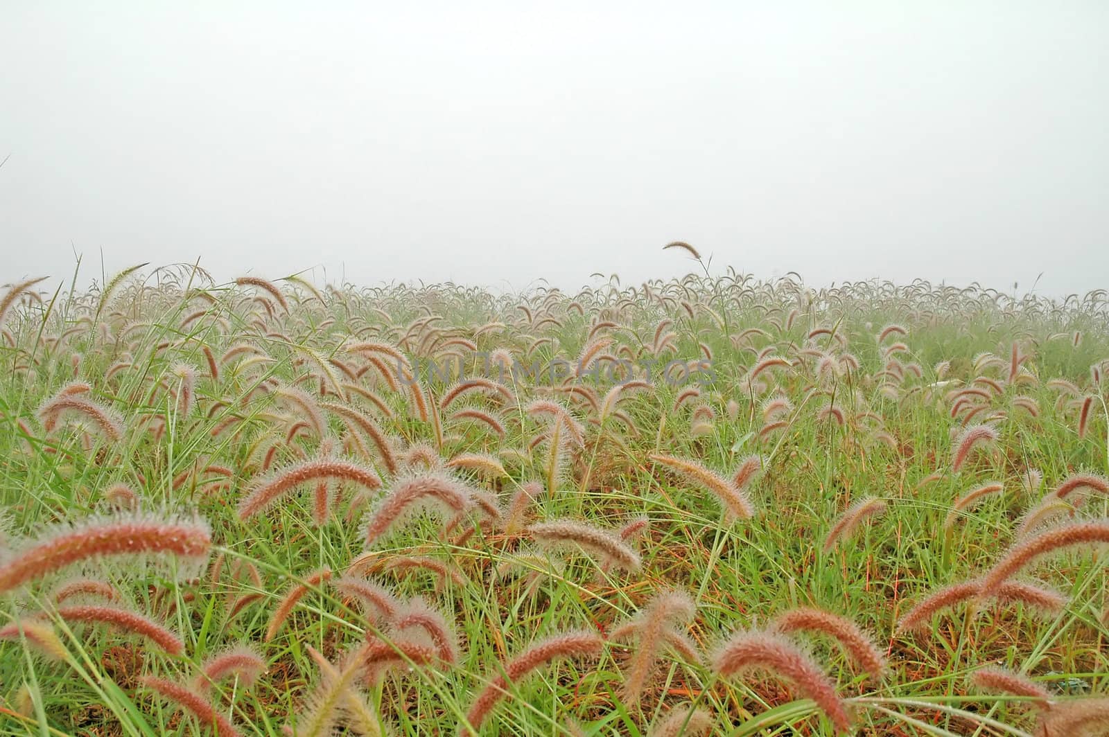 grassland