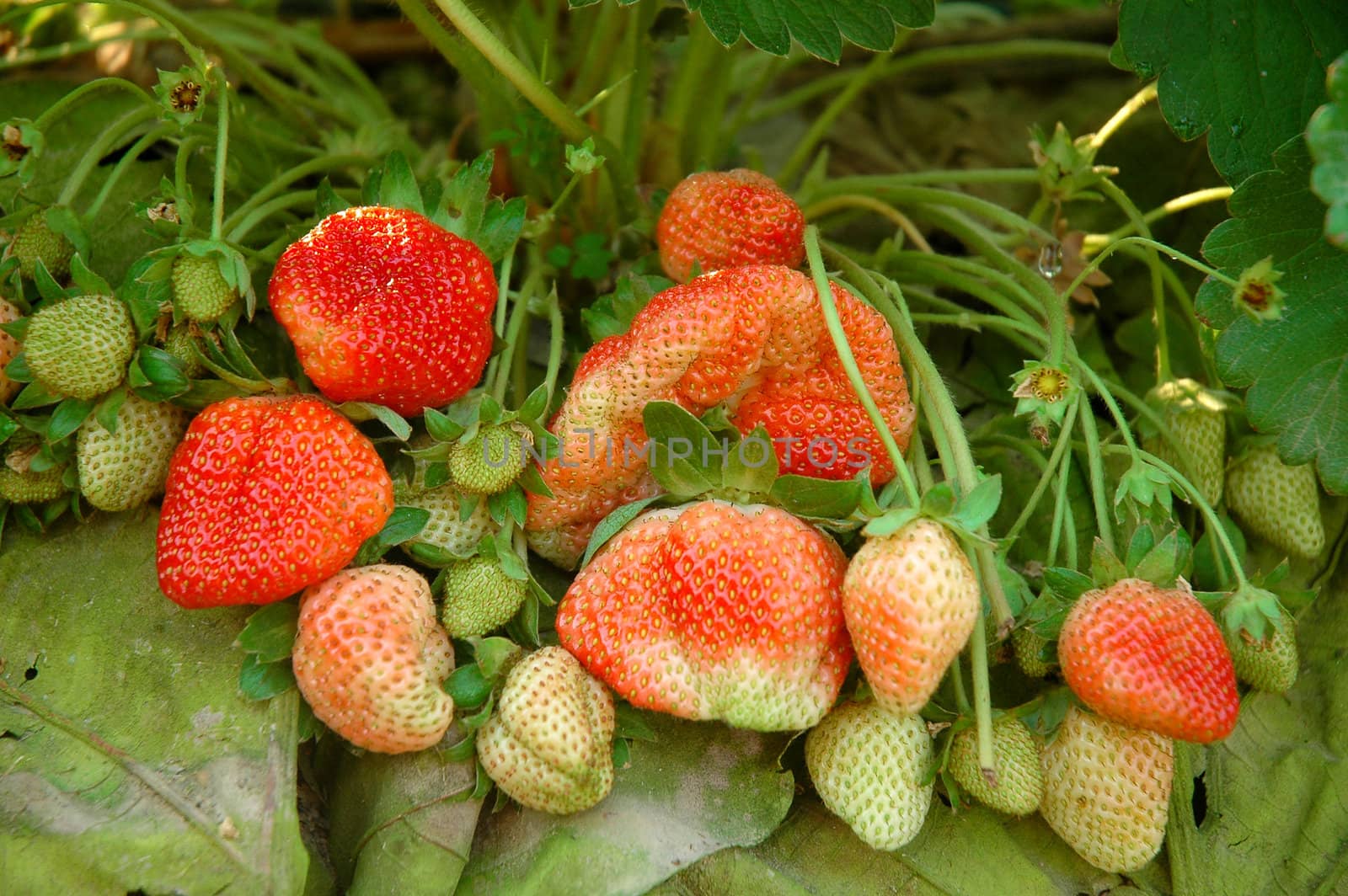 fresh strawberry