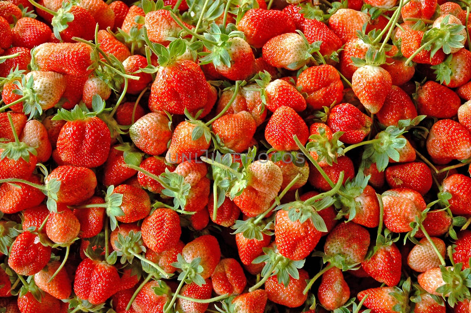 fresh strawberry