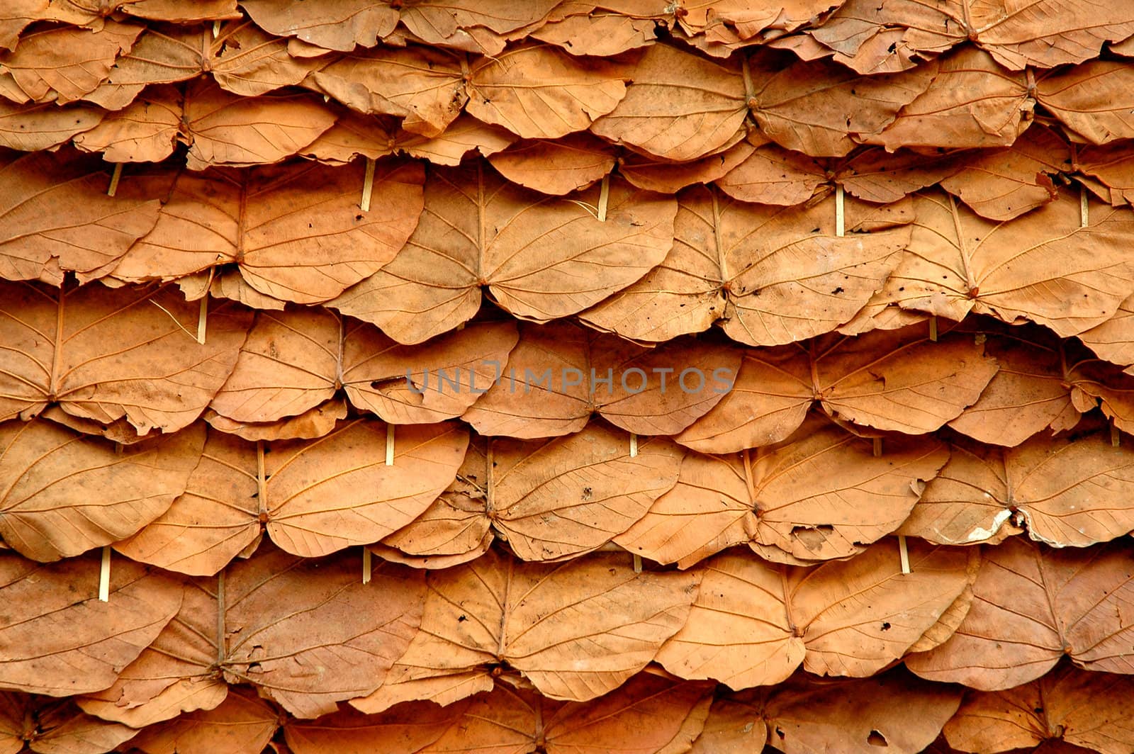 dried leaves roof