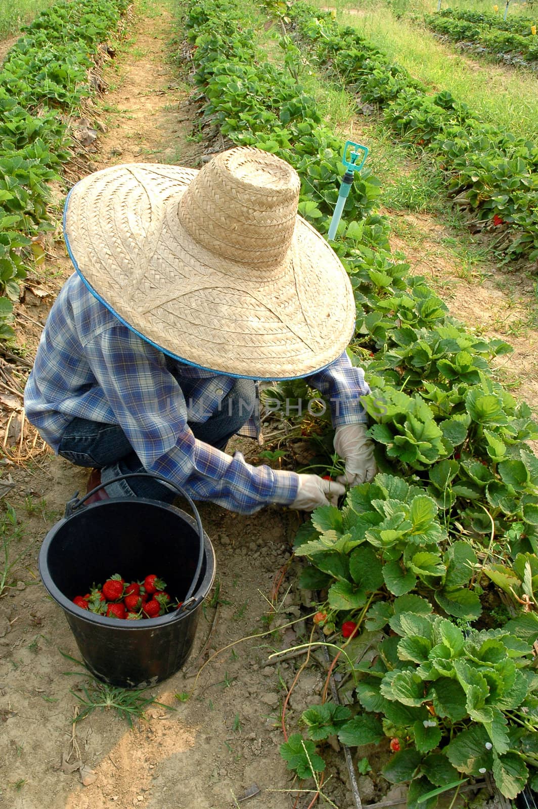 farmer harvest strawberry