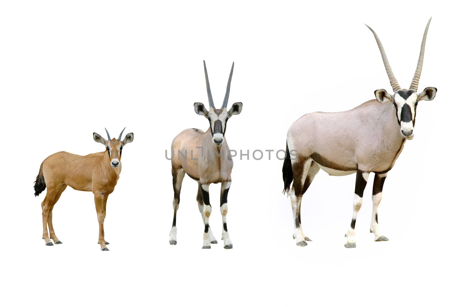 oryx isolated