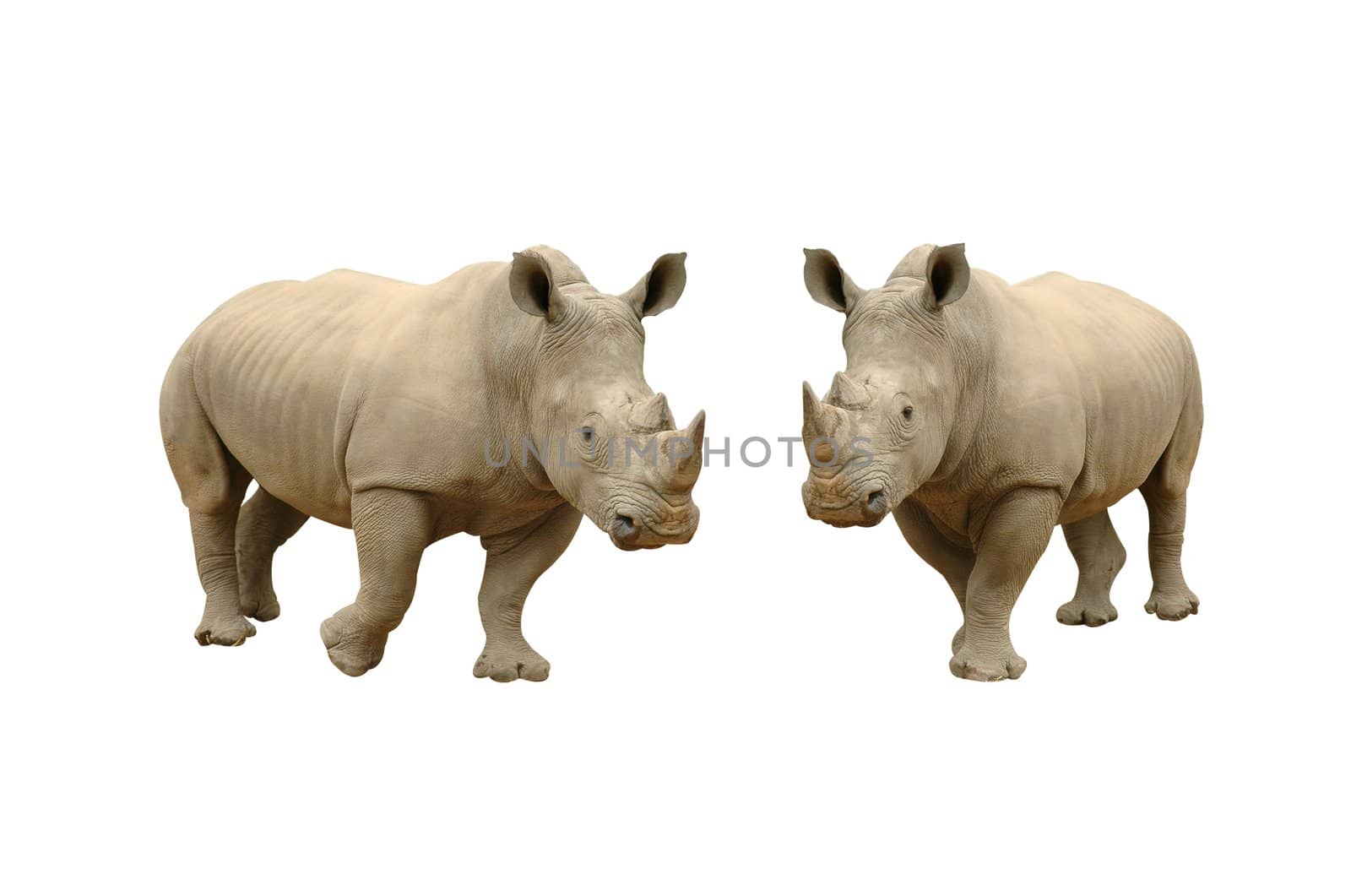 rhinoceros isolated
