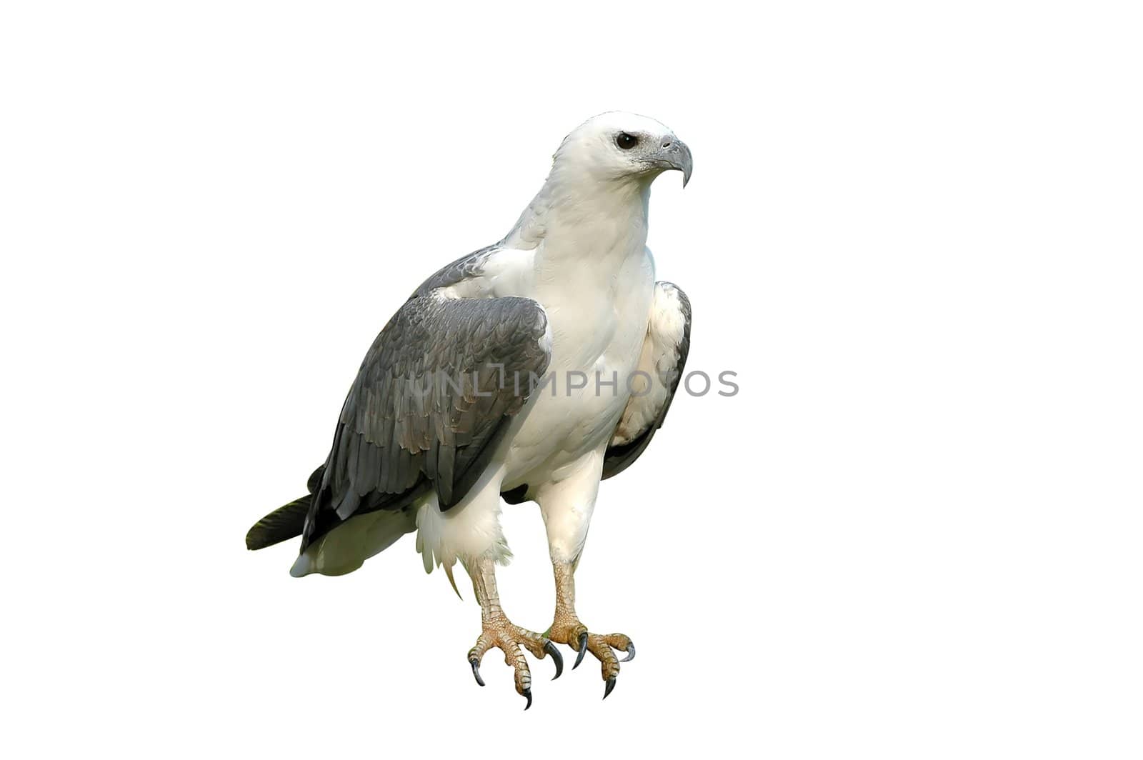 white bellie sea eagle