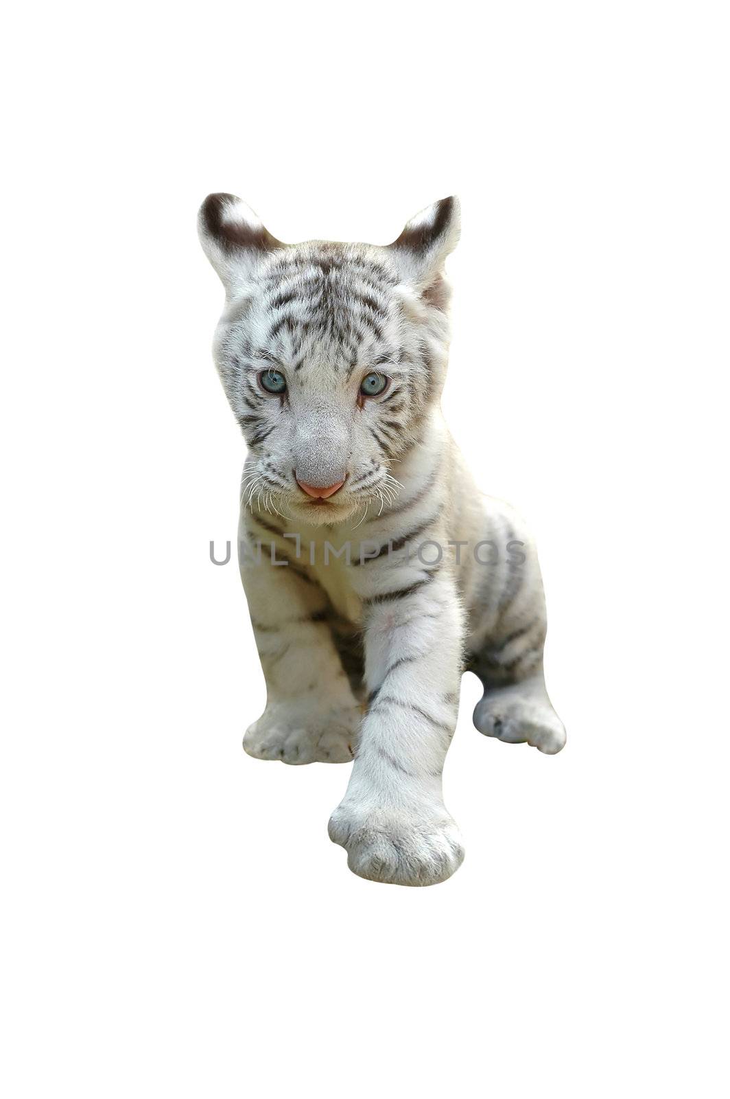 baby white tiger isolated