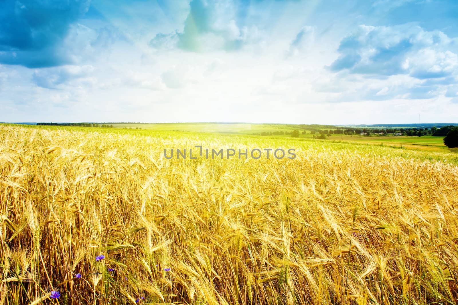 ripe wheat landscape against blue sky