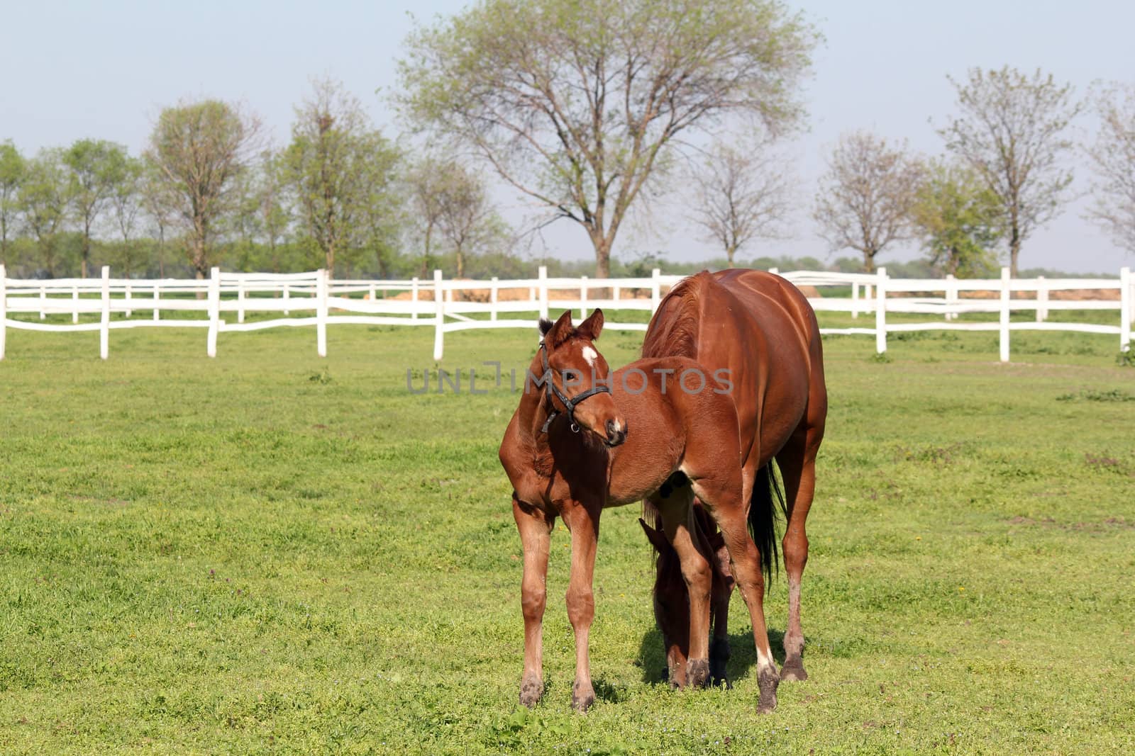 brown foal and horse farm scene