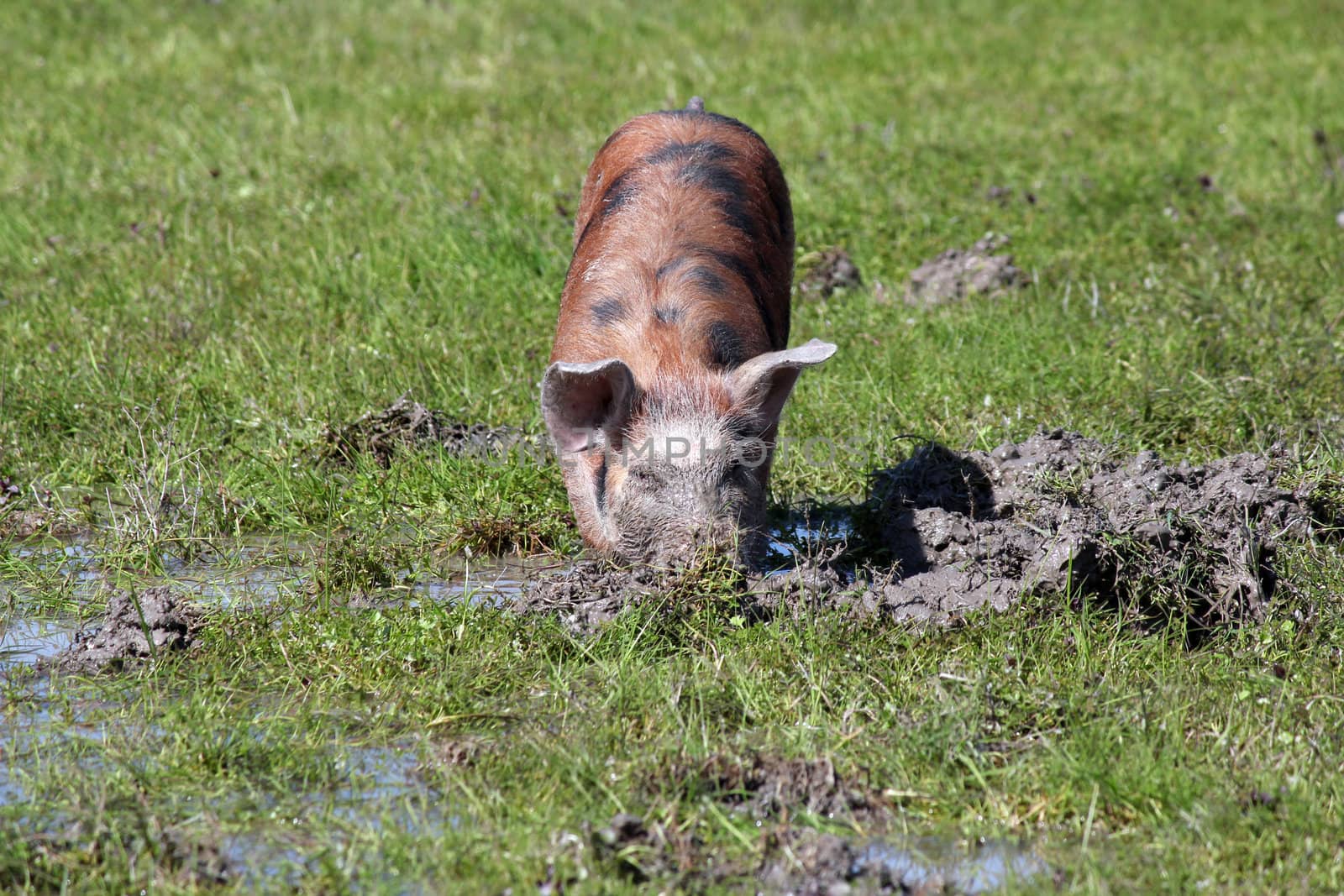 little pig in a mud farm scene by goce