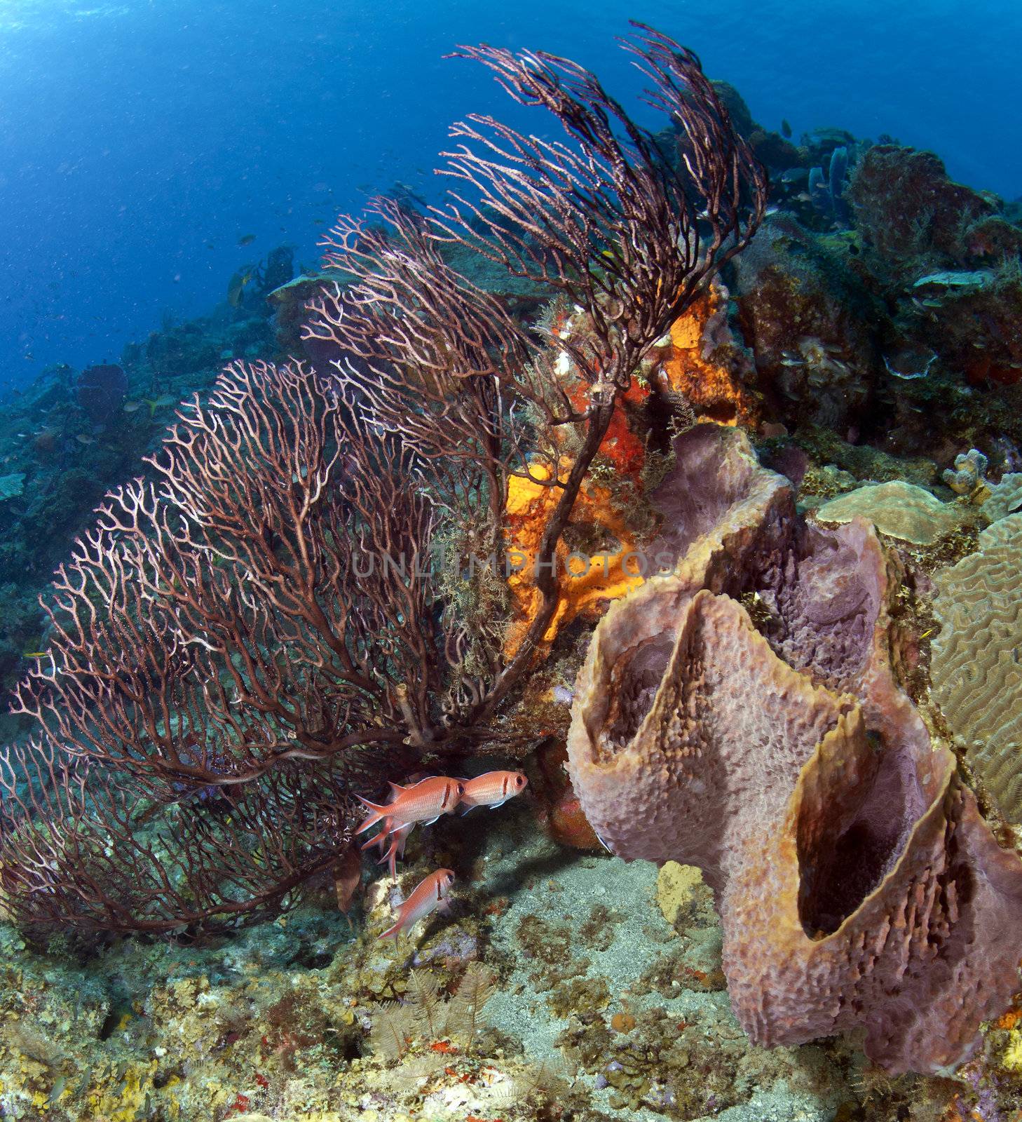 Sponges and Soft Coral in the Caribbean