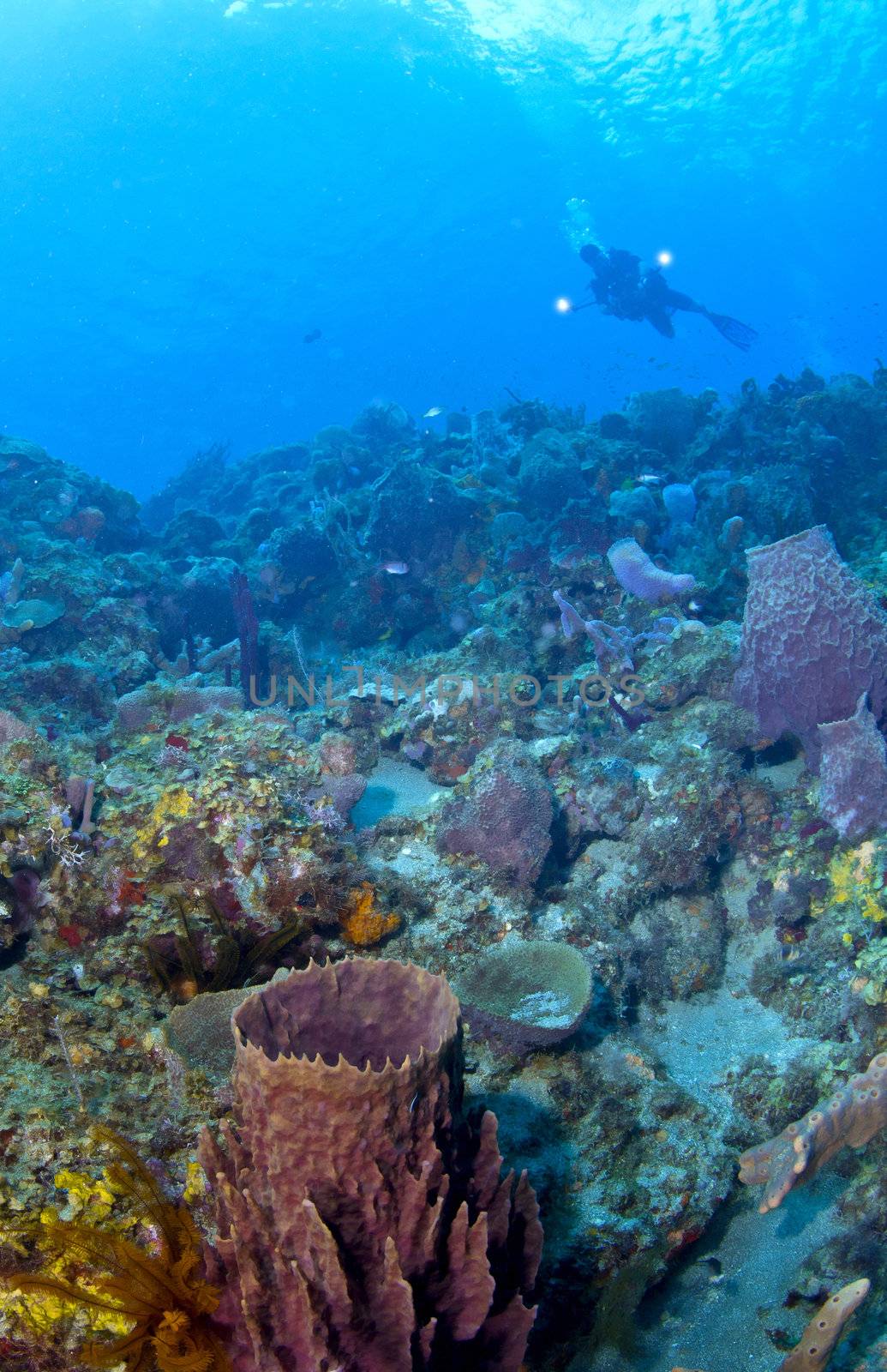 Underwater Photographer lighting up a St Lucia reef while shooting