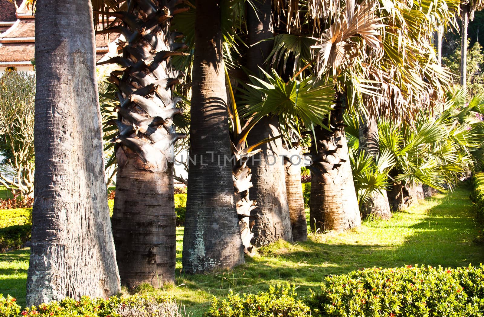 Palm trees lining the length.