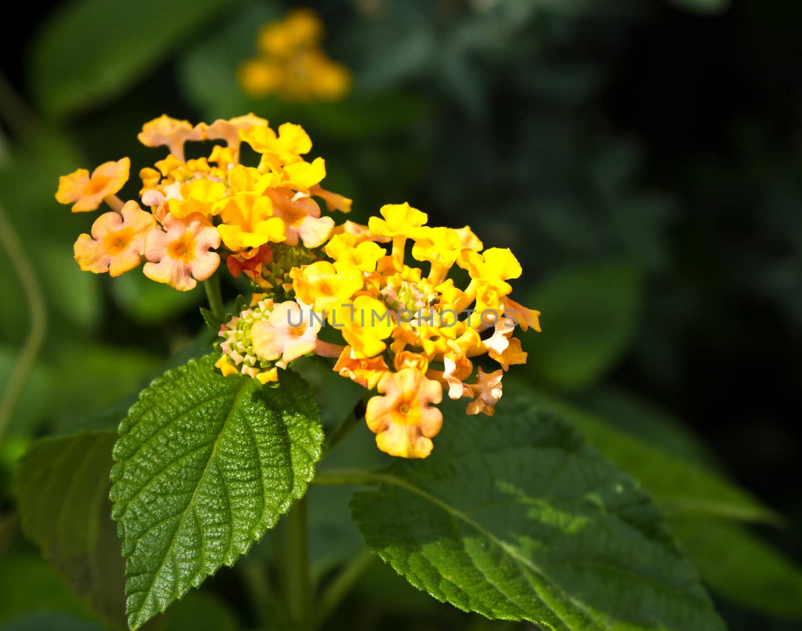 Close up of a yellow lantana camara flower in the garden