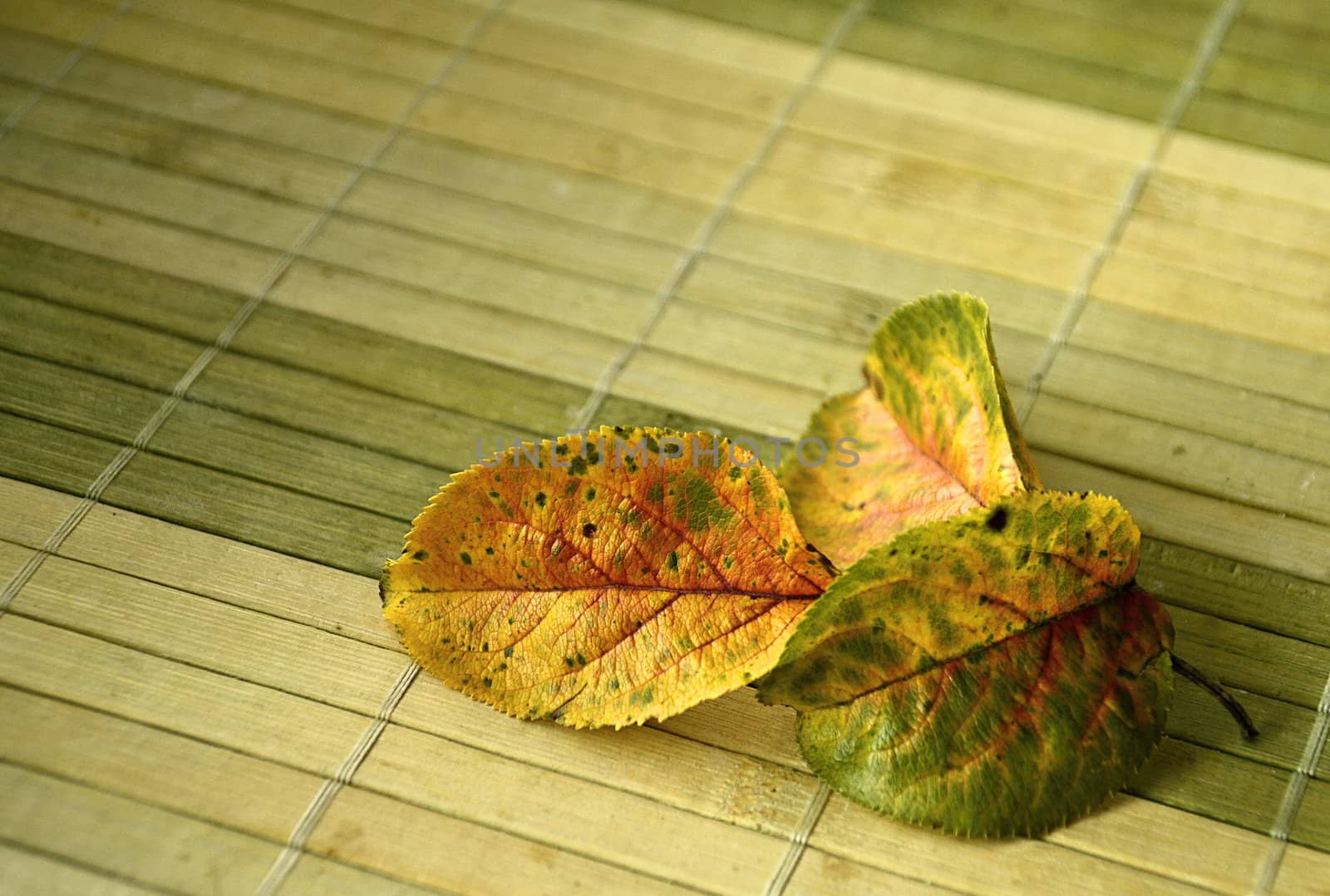 Autumn leaves on the mat