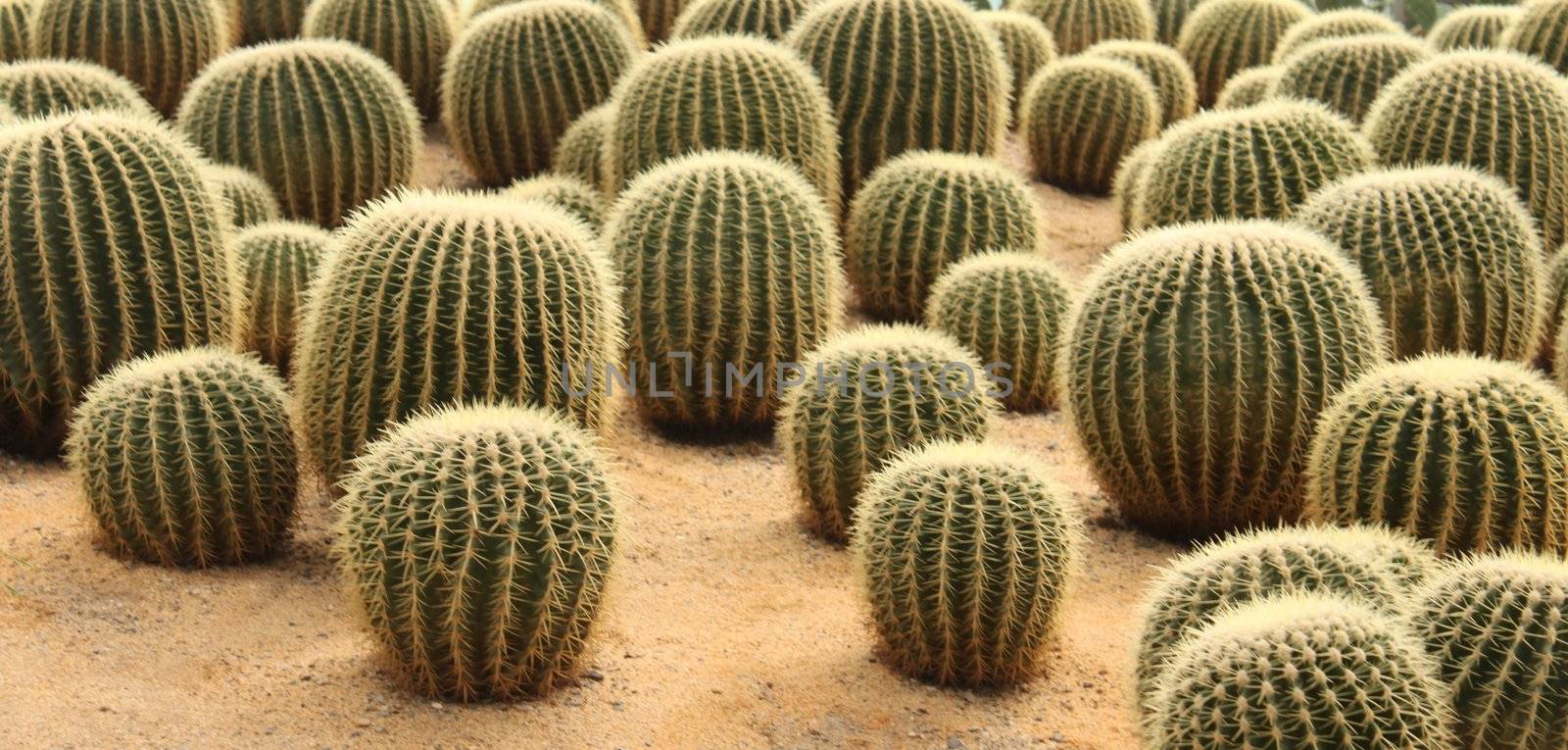 Golden Barrel Cactus,desert plant.