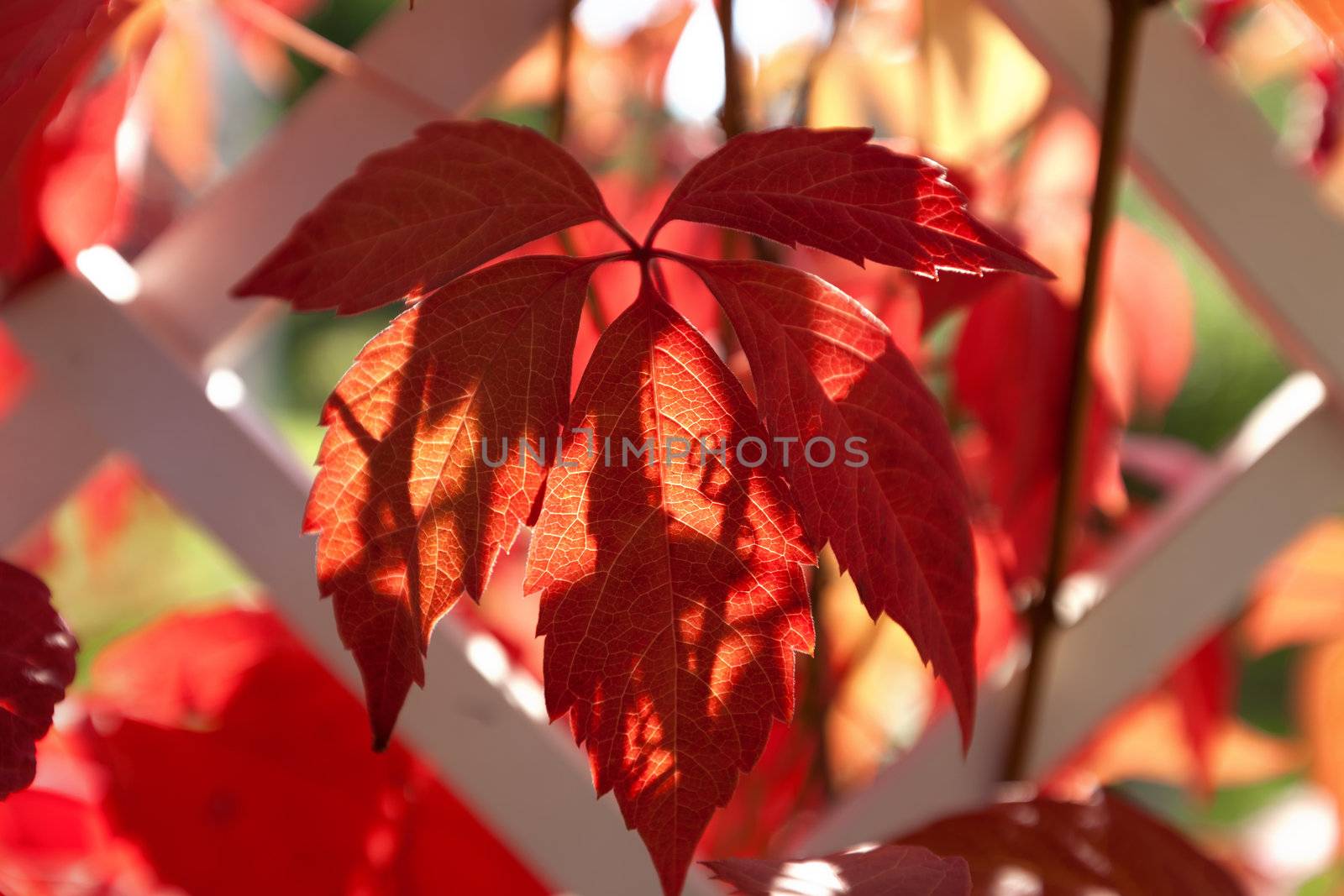 Virginia creeper, five-leaved ivy, or five-finger (Parthenocissus quinquefolia) is a woody vine native to eastern and central North America, in southeastern Canada, the eastern and central United States, eastern Mexico, and Guatemala, west as far as Manitoba, South Dakota, Utah and Texas. Parthenocissus quinquefolia is also known as woodbine although woodbine can refer to other plant species. For other plants called woodbine.