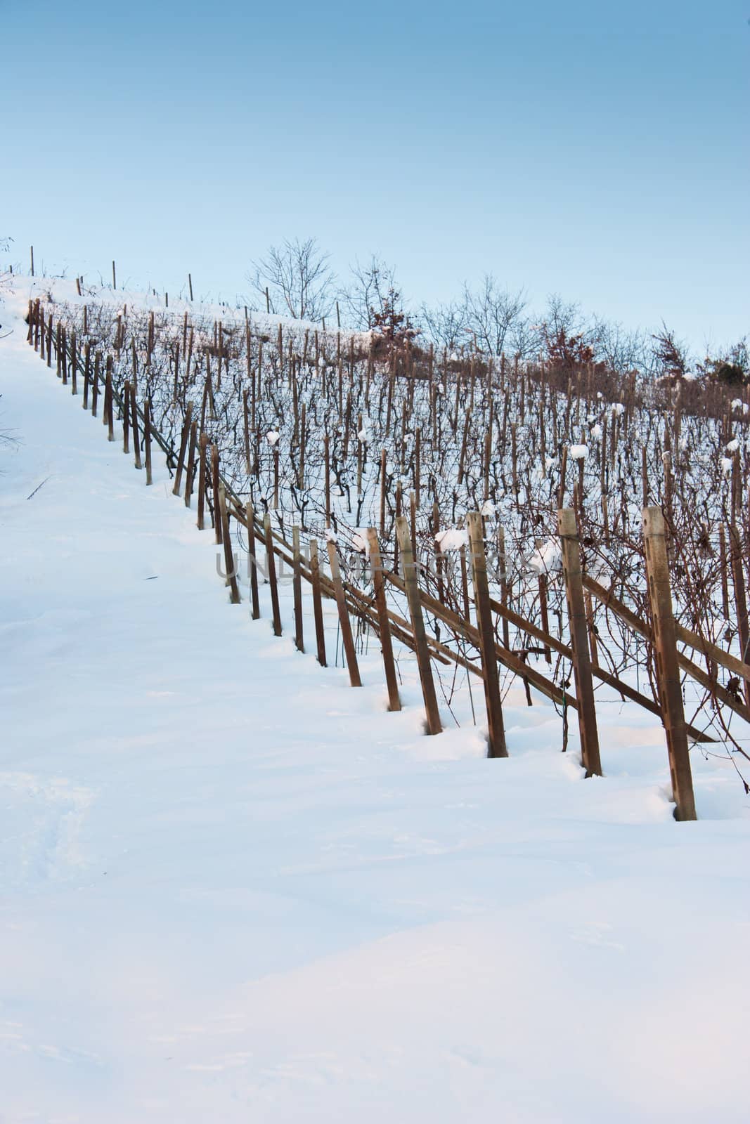 Unusual image of a wineyard in Tuscany (Italy) during winter time