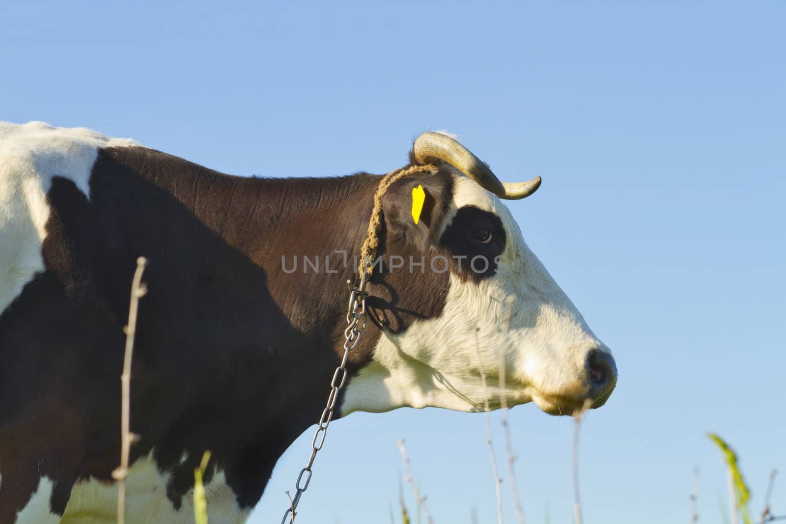 cow portrait