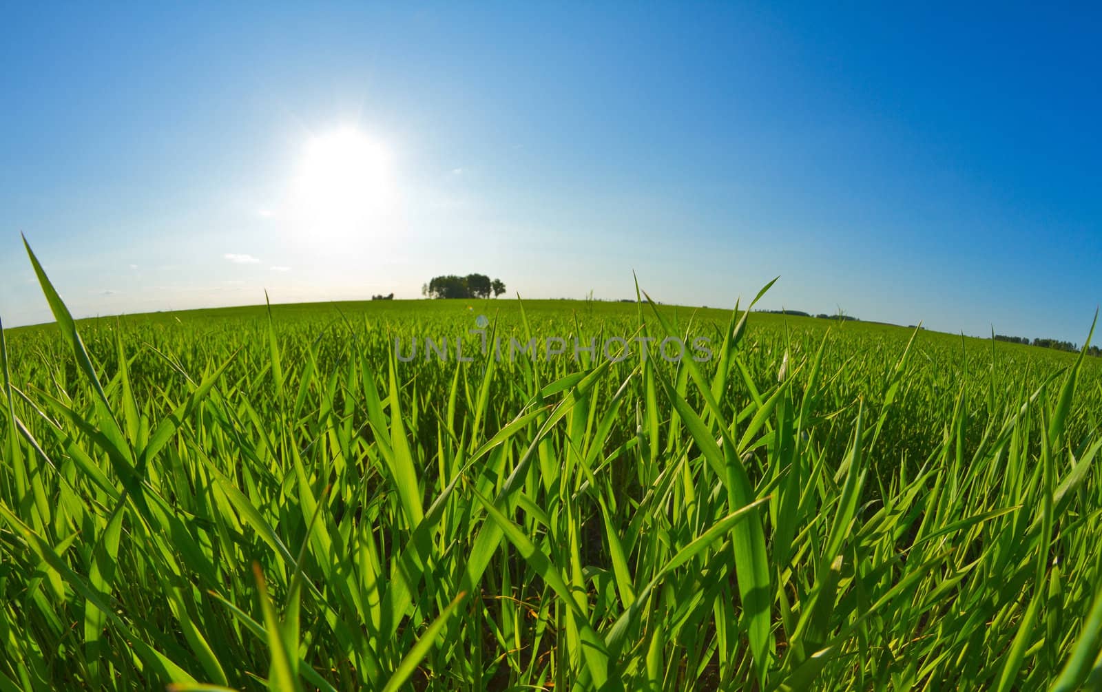 green grass and blue sky