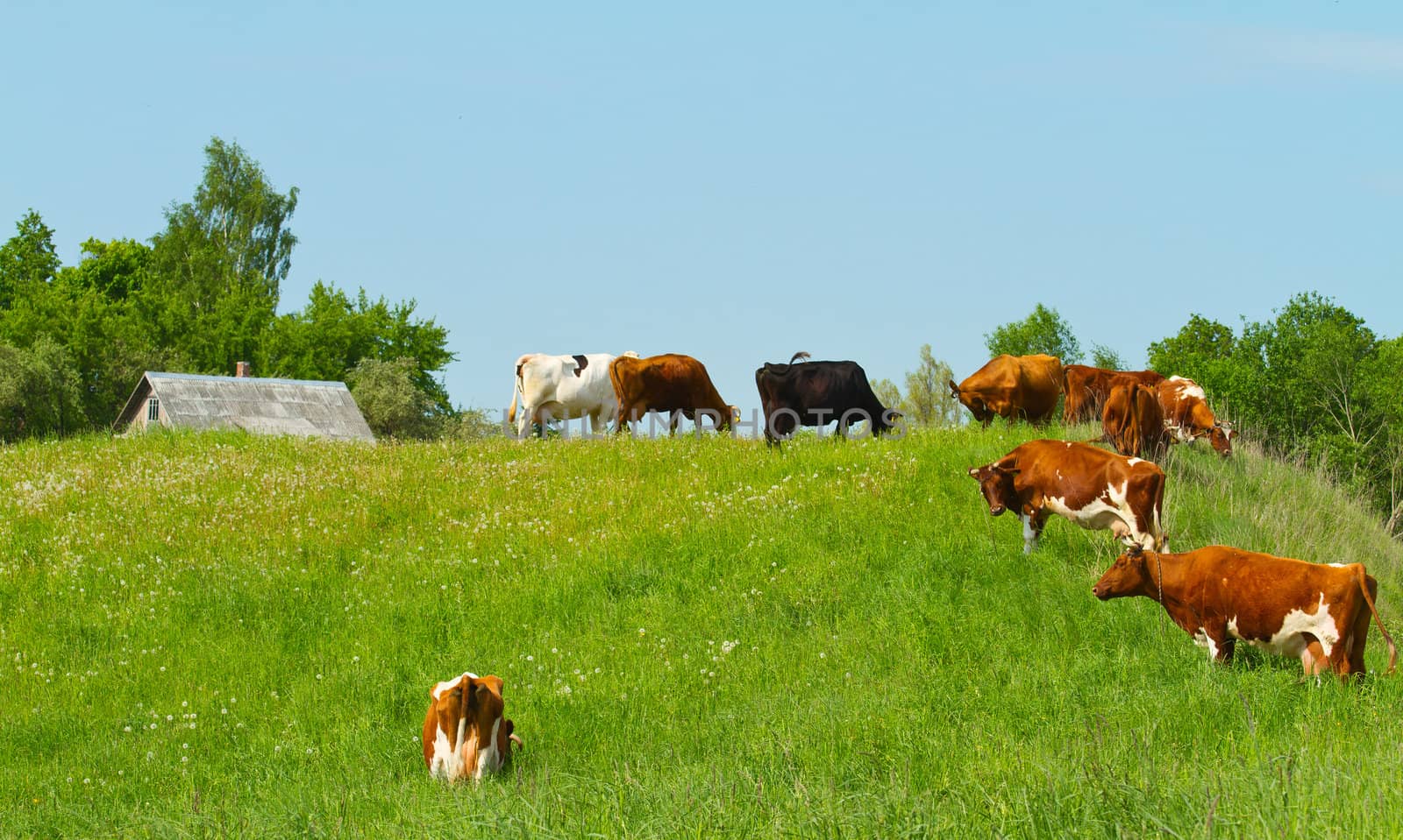 herd of cows on the meadow