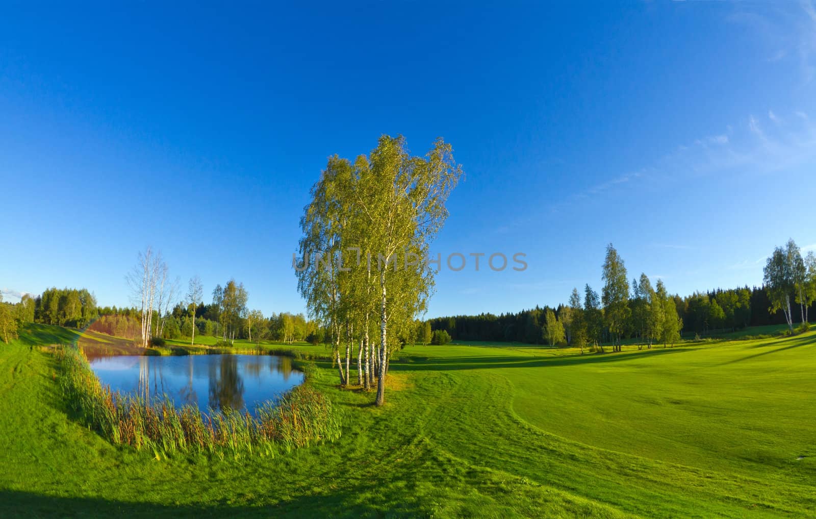 summer landscape with lake