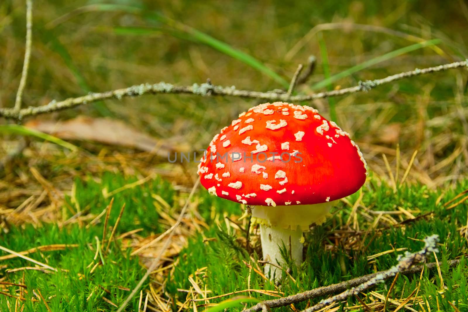 red fly agaric