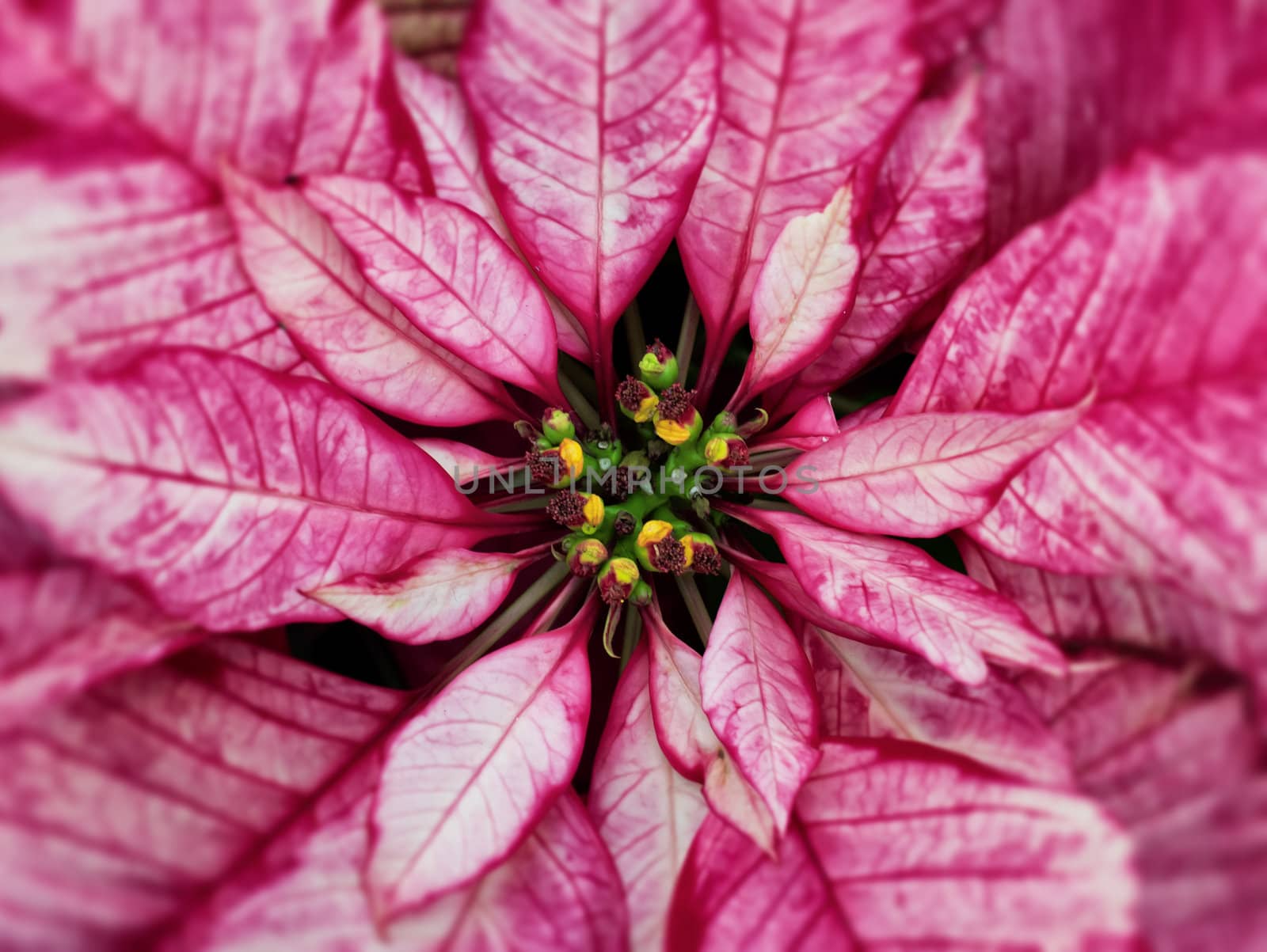 Up close with a Christmas Pointsettia