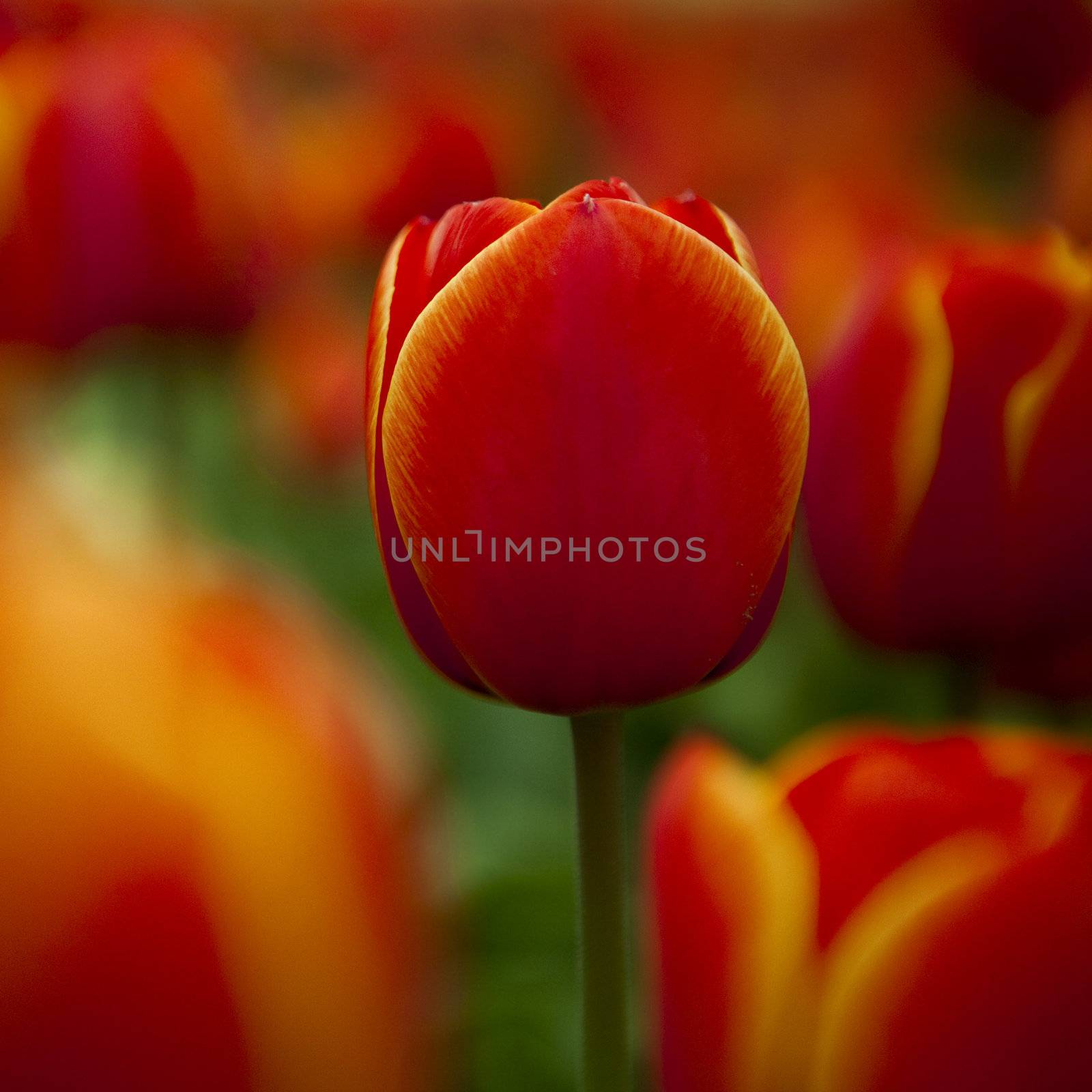 Colorful tulips  by Iko