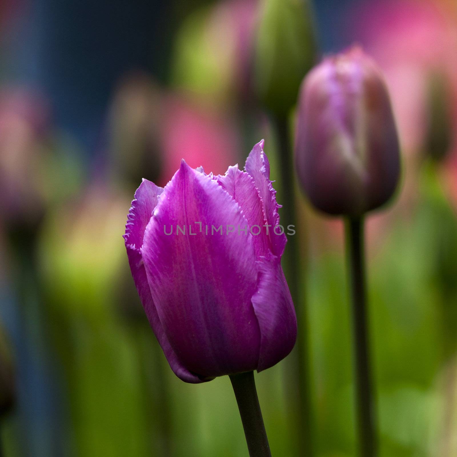 Tulips by Iko