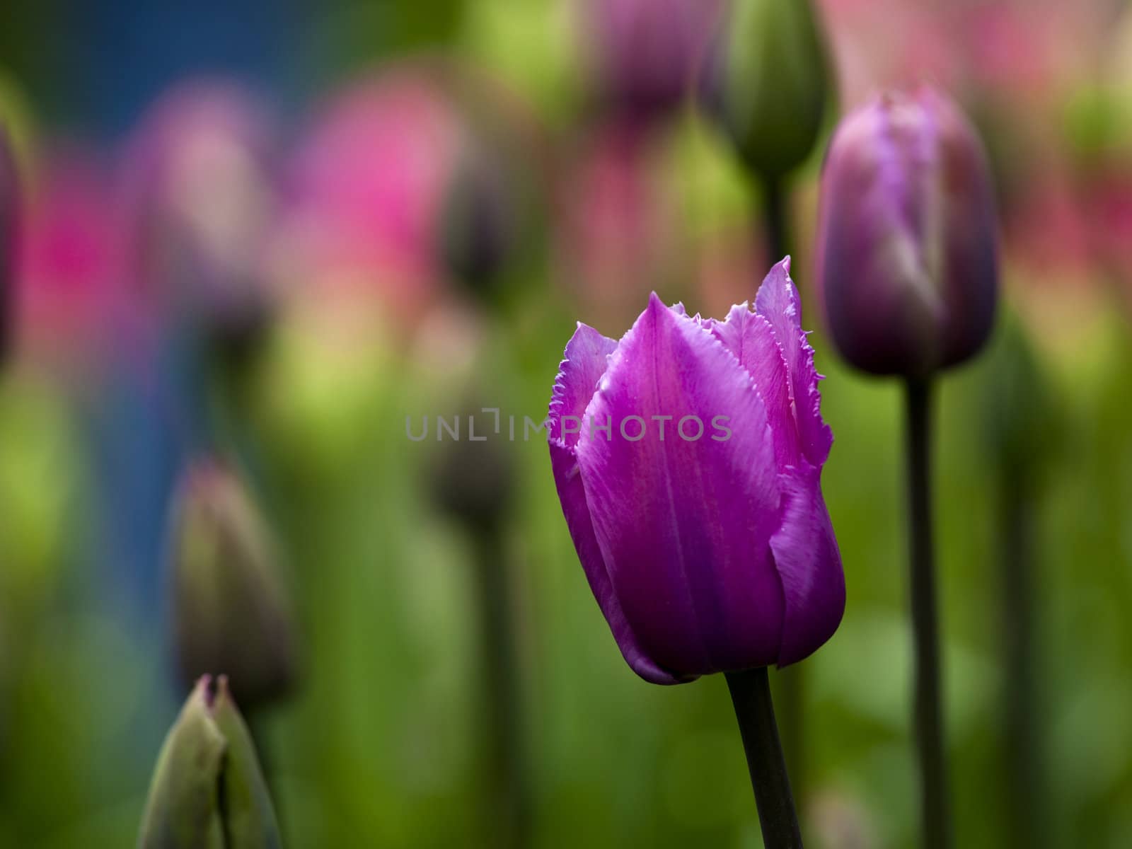 Picture of beautiful tulips on shallow deep of field