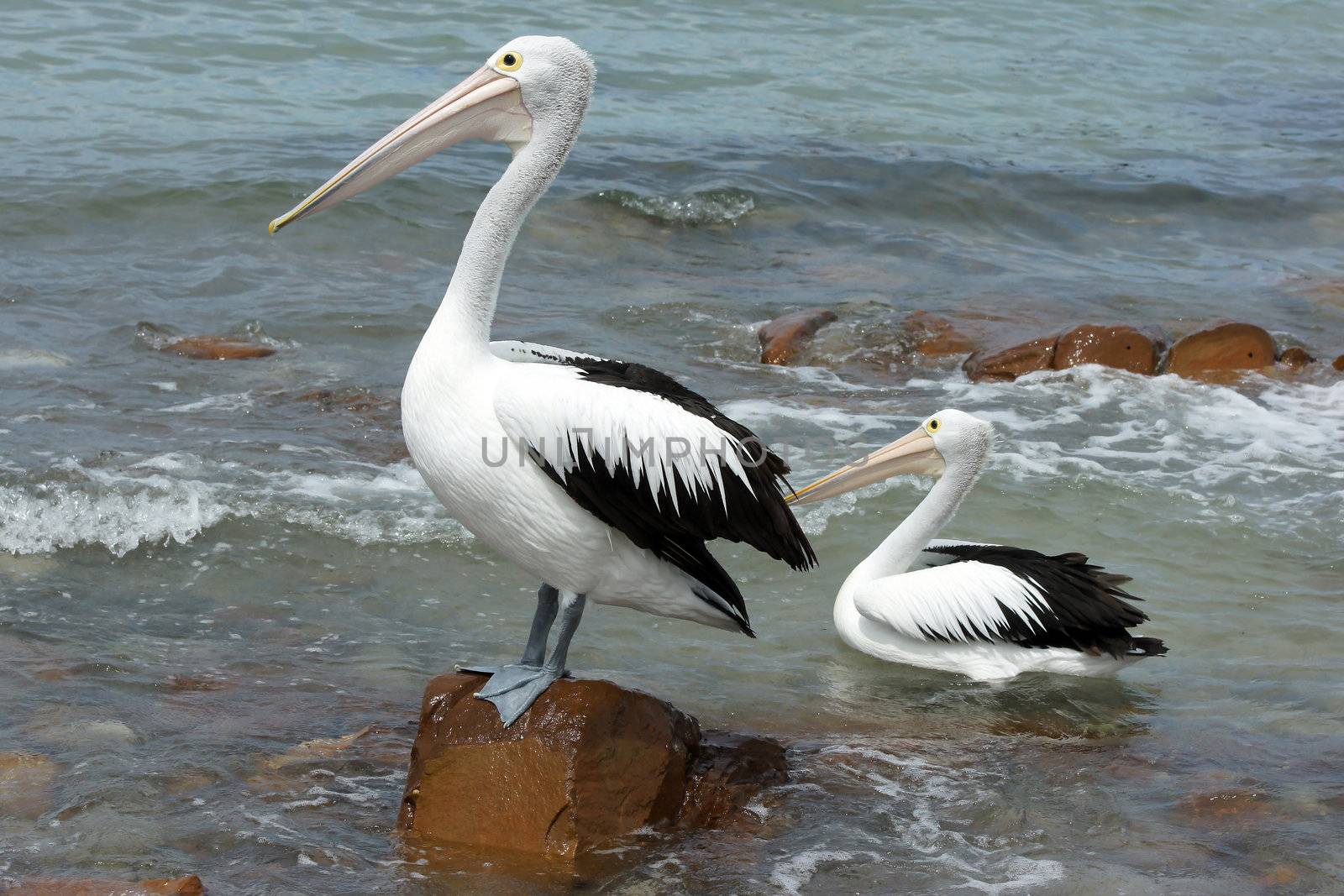 Australian Pelican, Kangaroo Island by alfotokunst