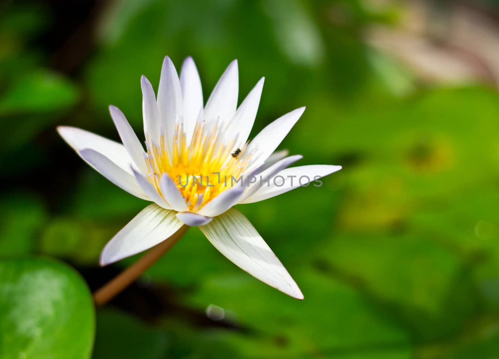 White lotus flower in the garden