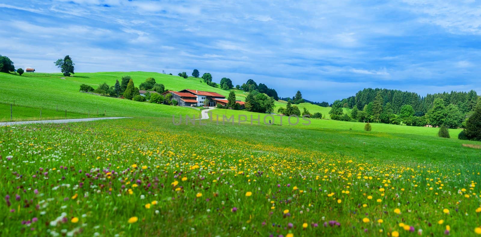 Alps mountain meadow tranquil summer view (Austria, Gosau village outskirts)