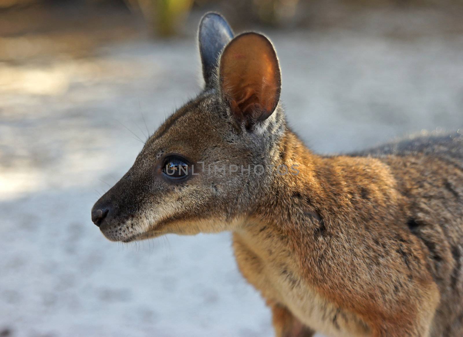Tammar Wallaby, Kangaroo Island, Australia