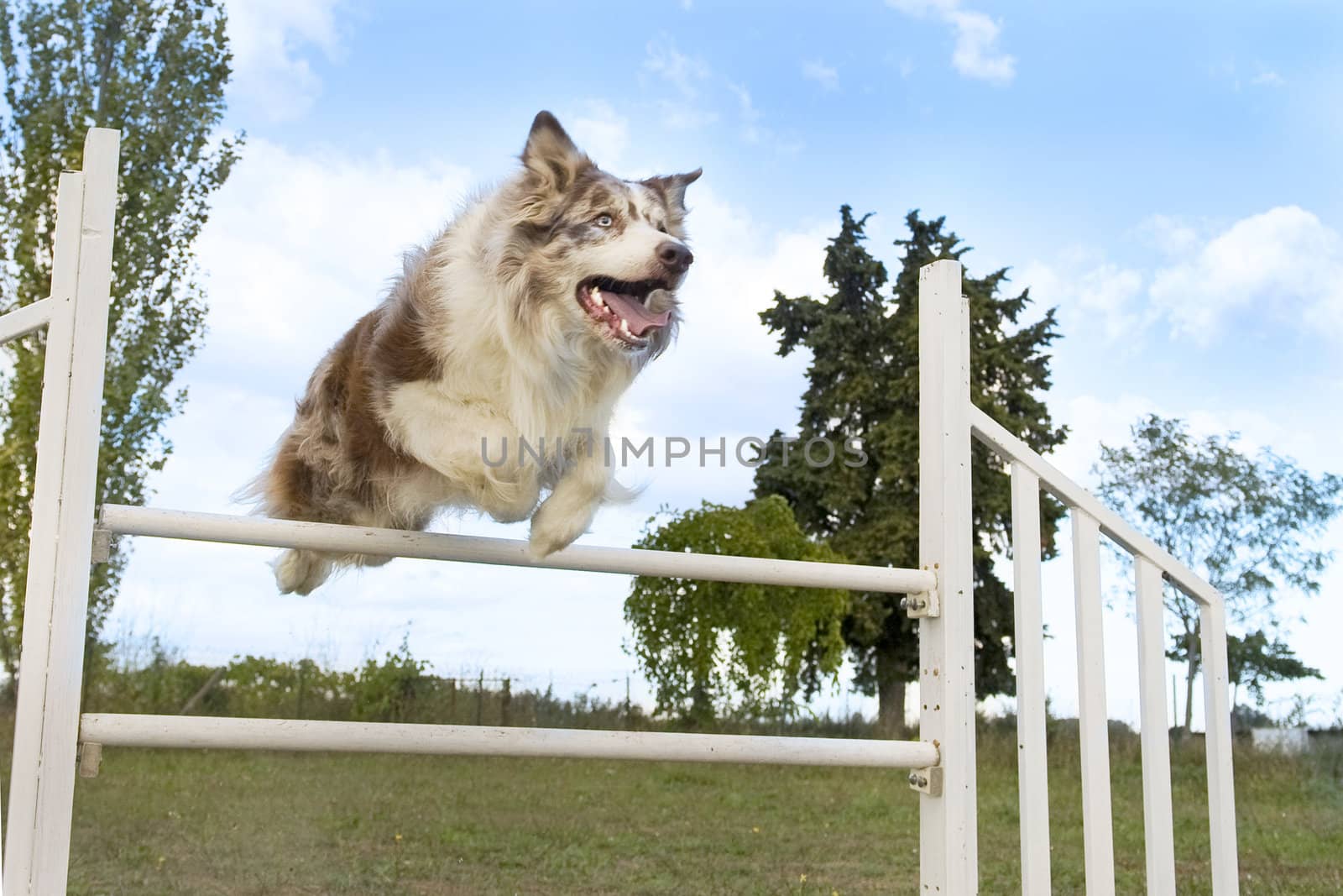 jumping  border collie by cynoclub