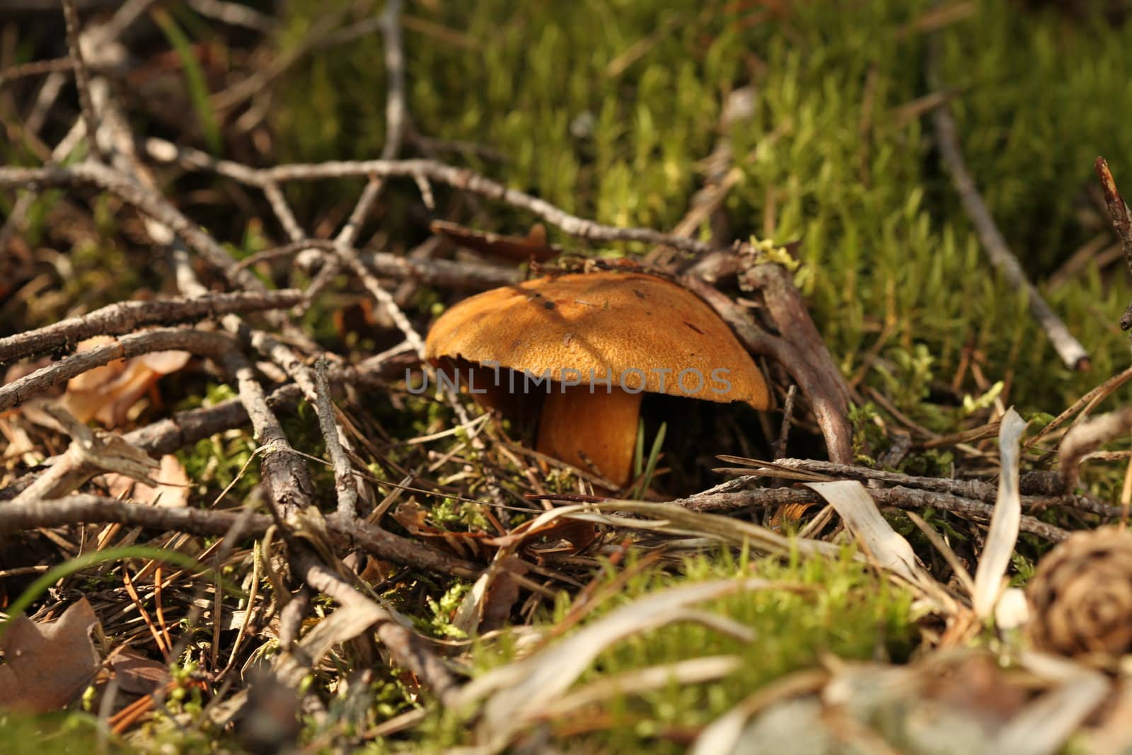 yellow mushroom mossiness mushrooms
