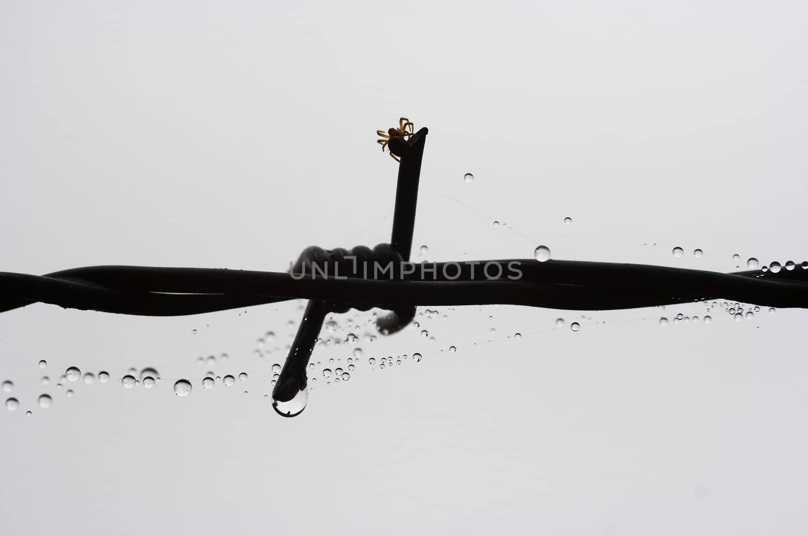 Detail of the spider on the barbed wire with dew drops