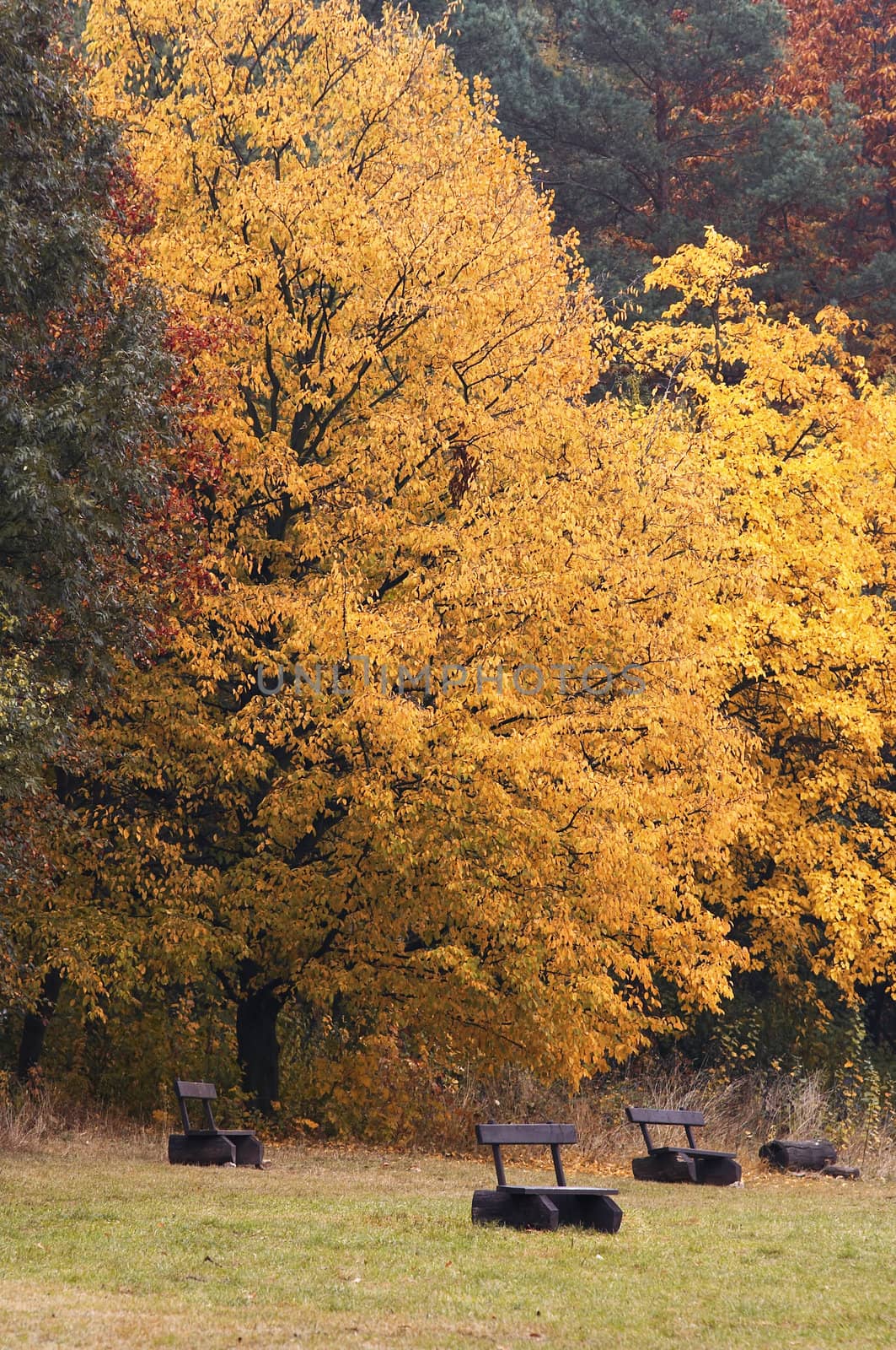 deserted benches in the autumn landscape by Mibuch