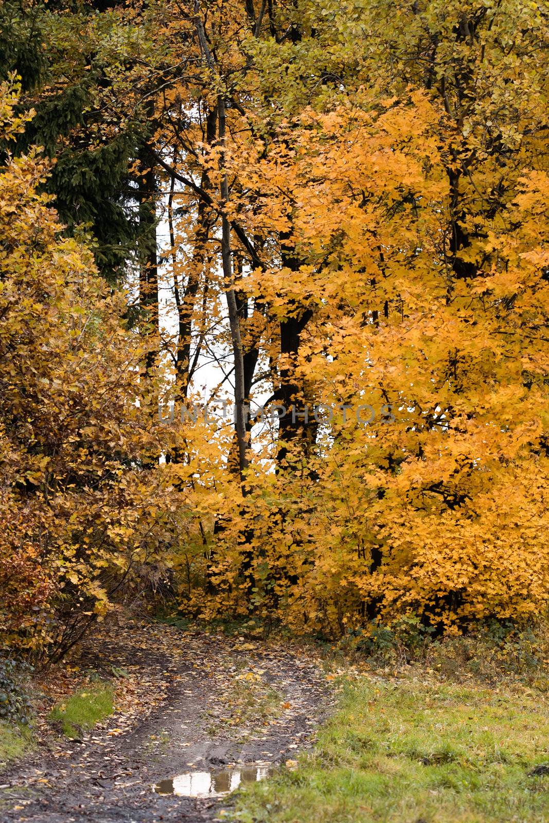 Image of the autum forest road - trees