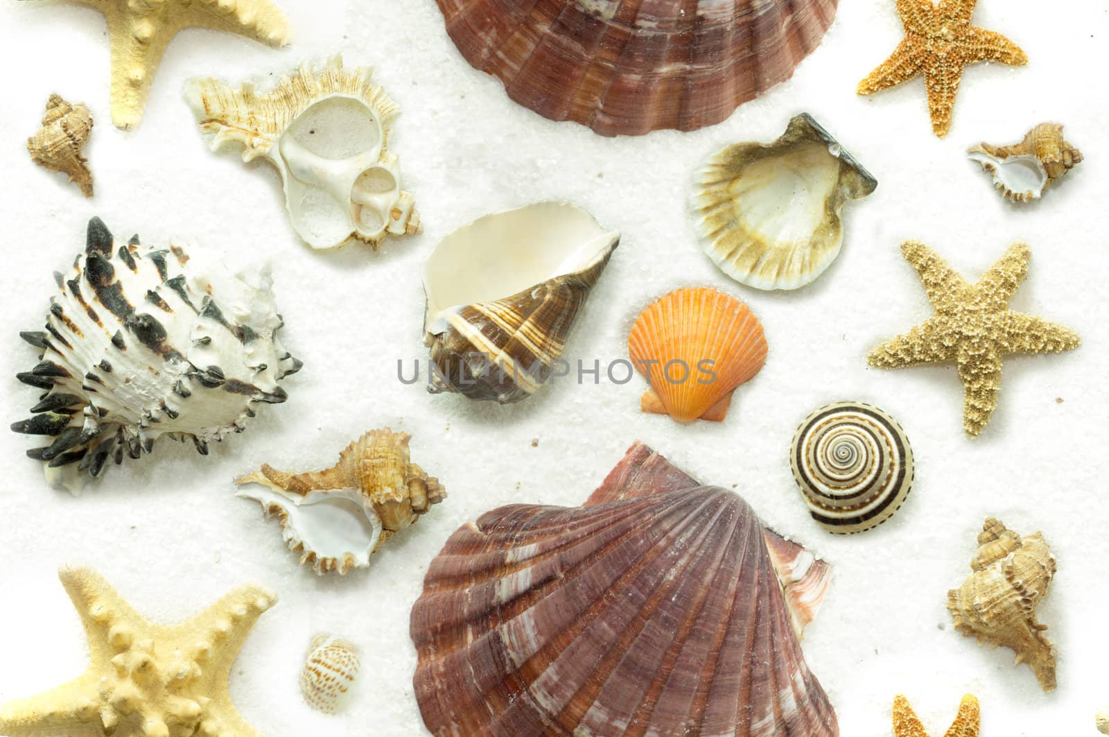 Seashells, sea snails, and starfish on a background of white sand