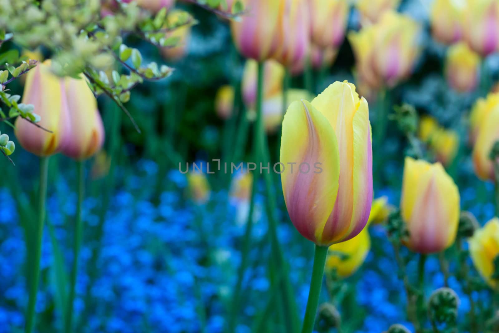 A great amount of tulips. View from side.