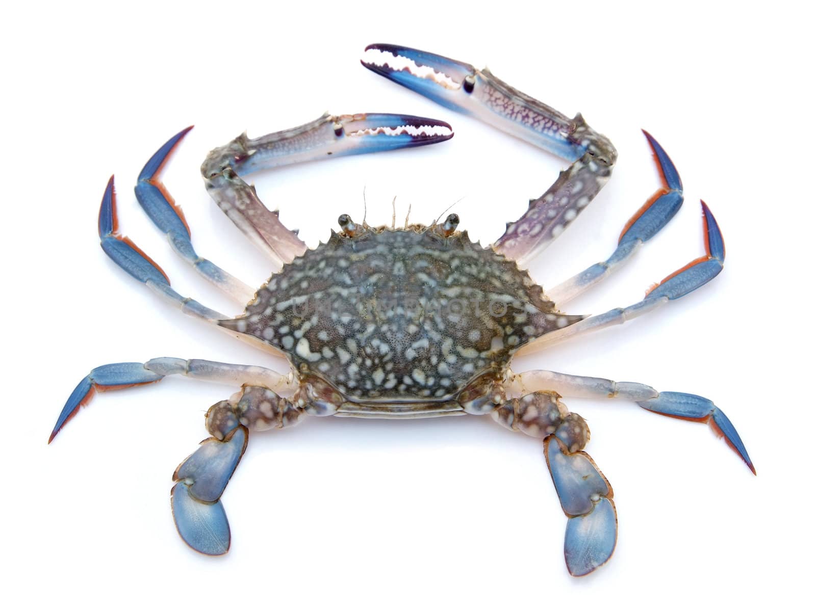 Blue crab isolated on white background by opasstudio